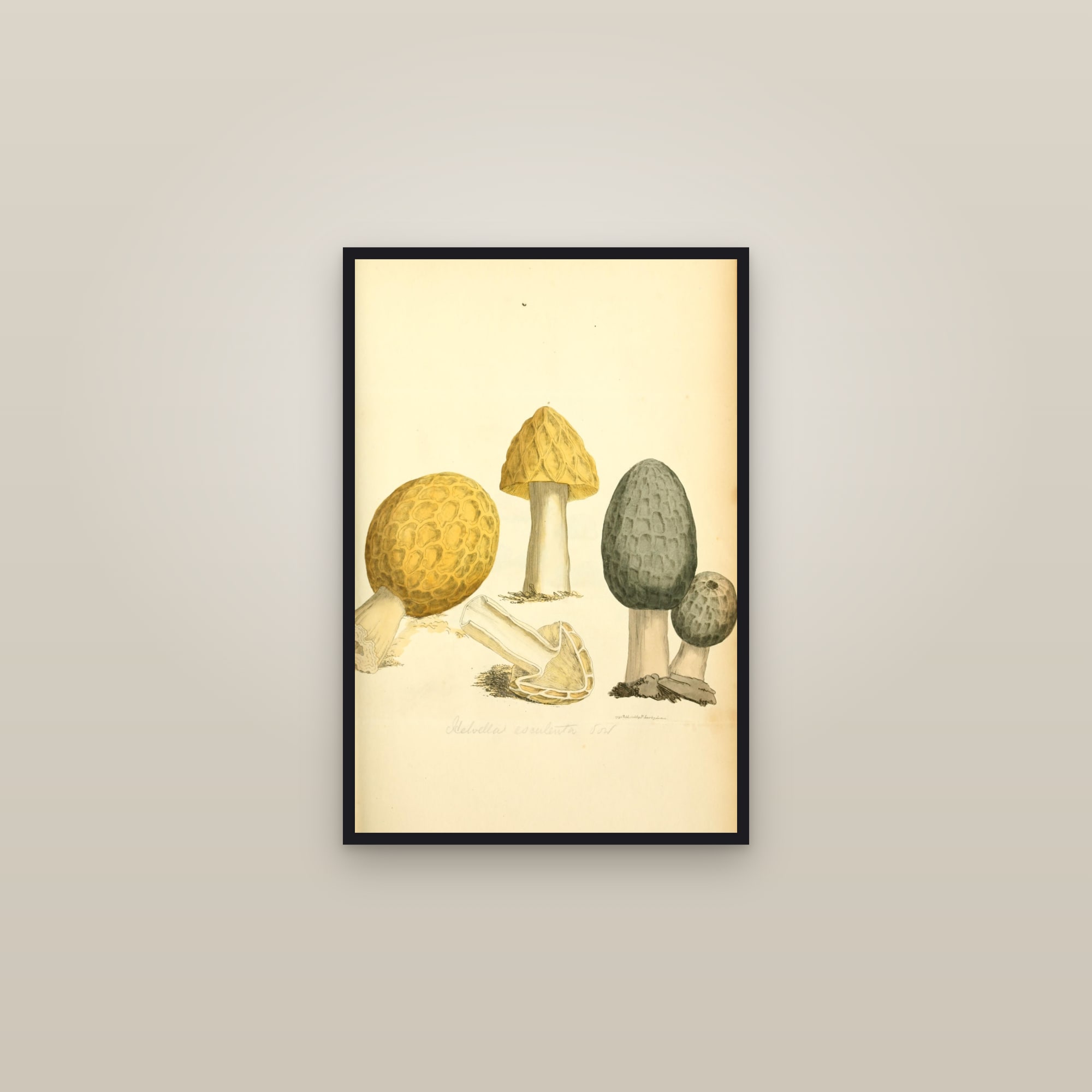 Common Morel