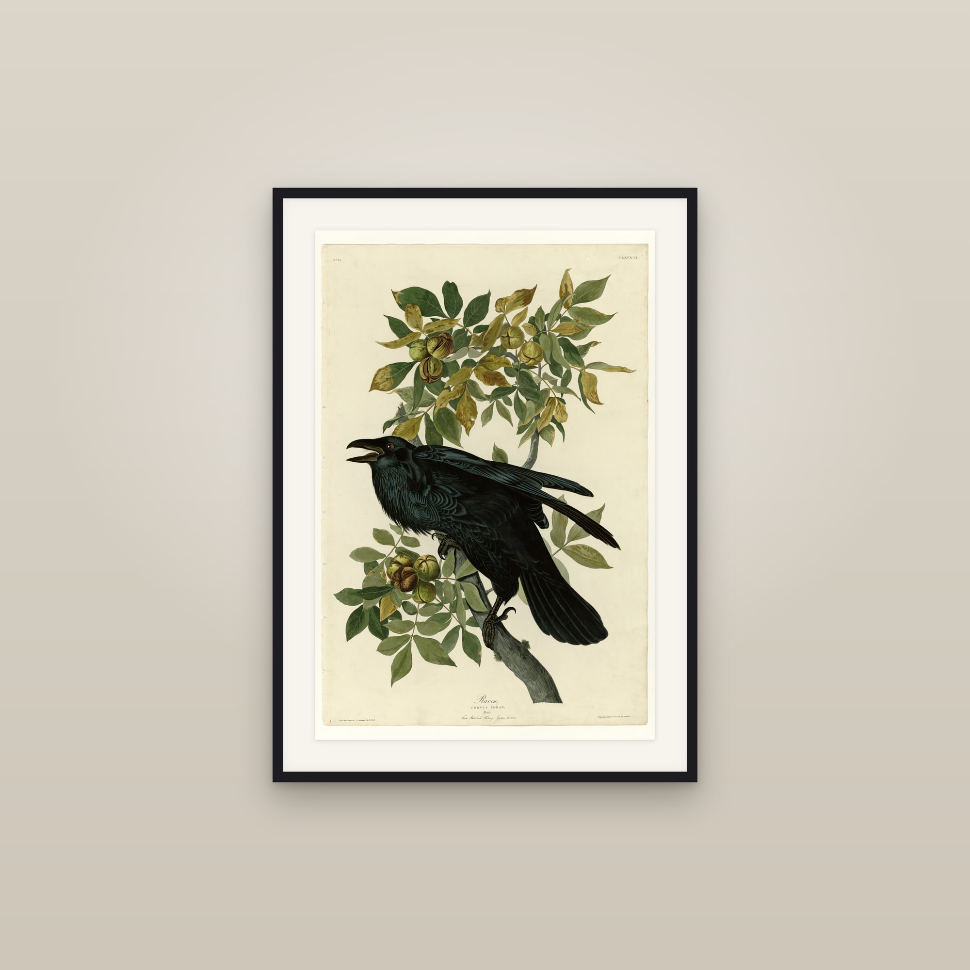 Common Raven