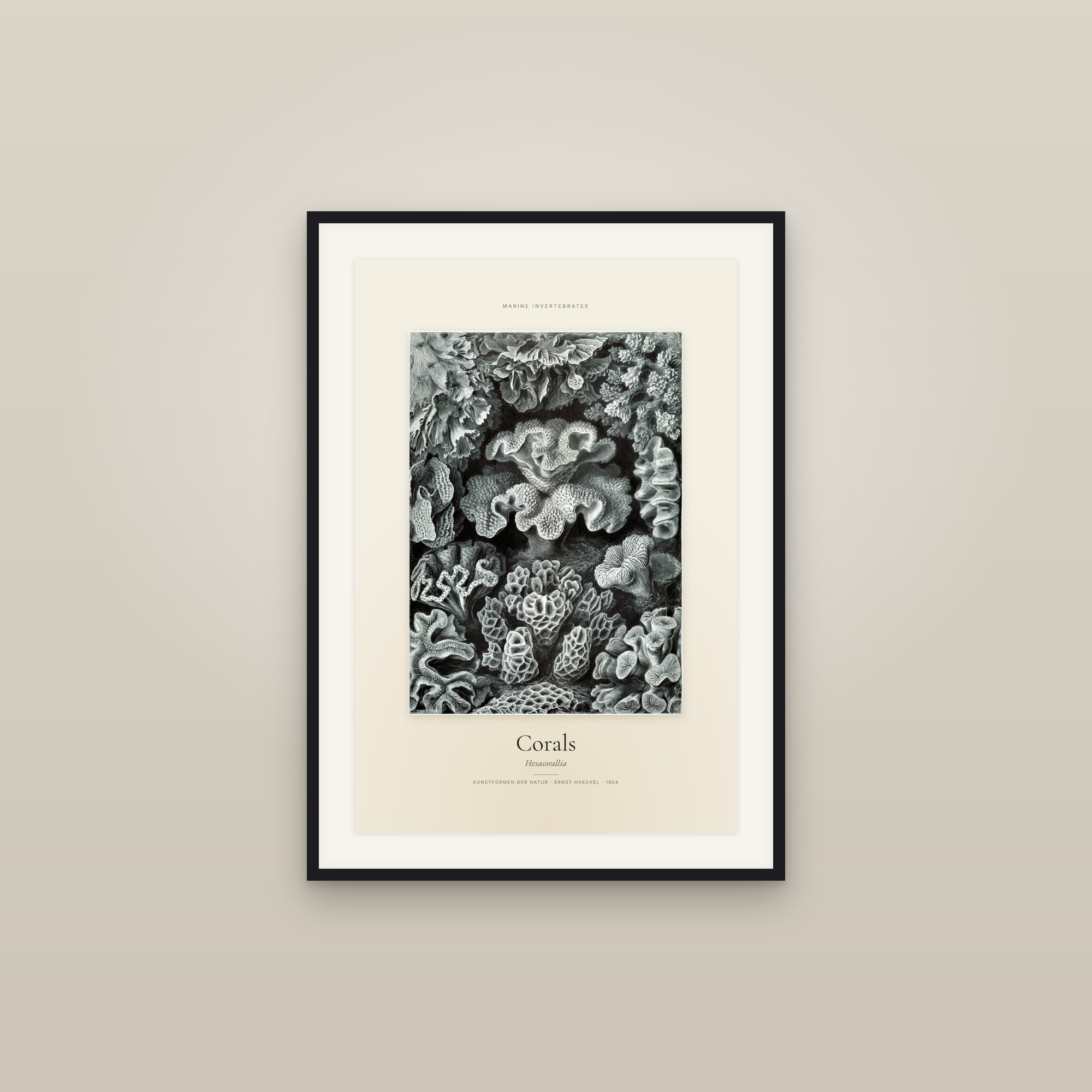 Corals — Specimen