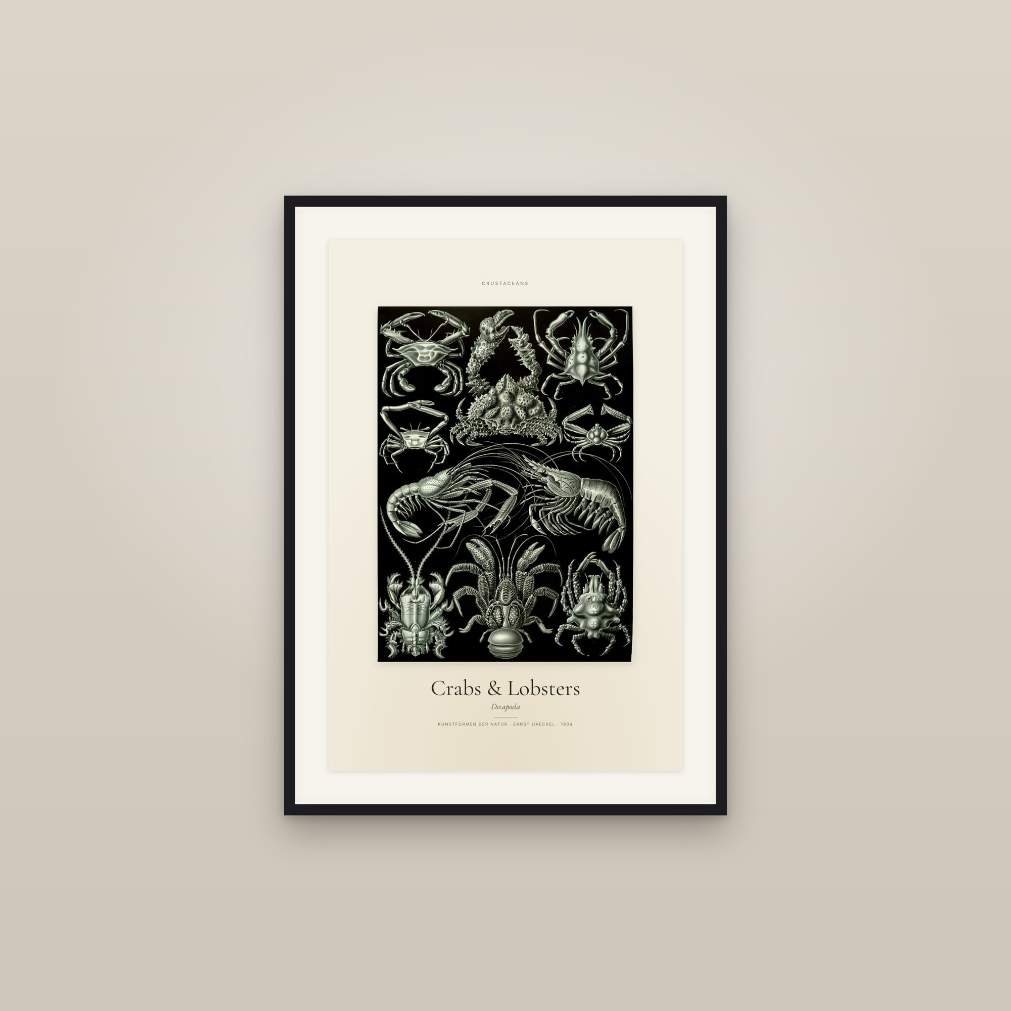 Crabs & Lobsters — Specimen