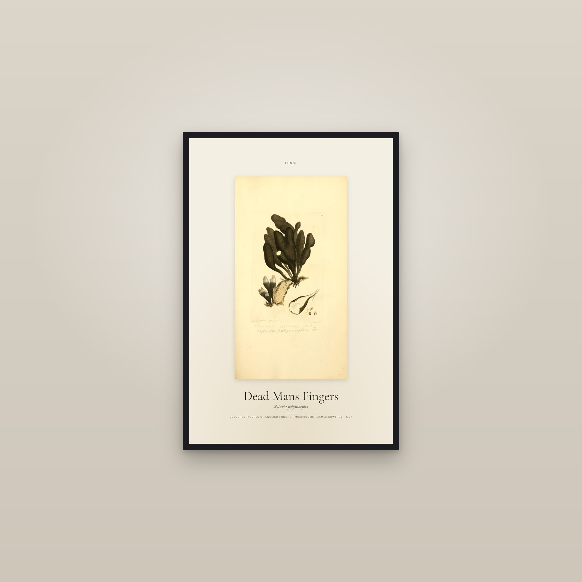 Dead Mans Fingers — Specimen