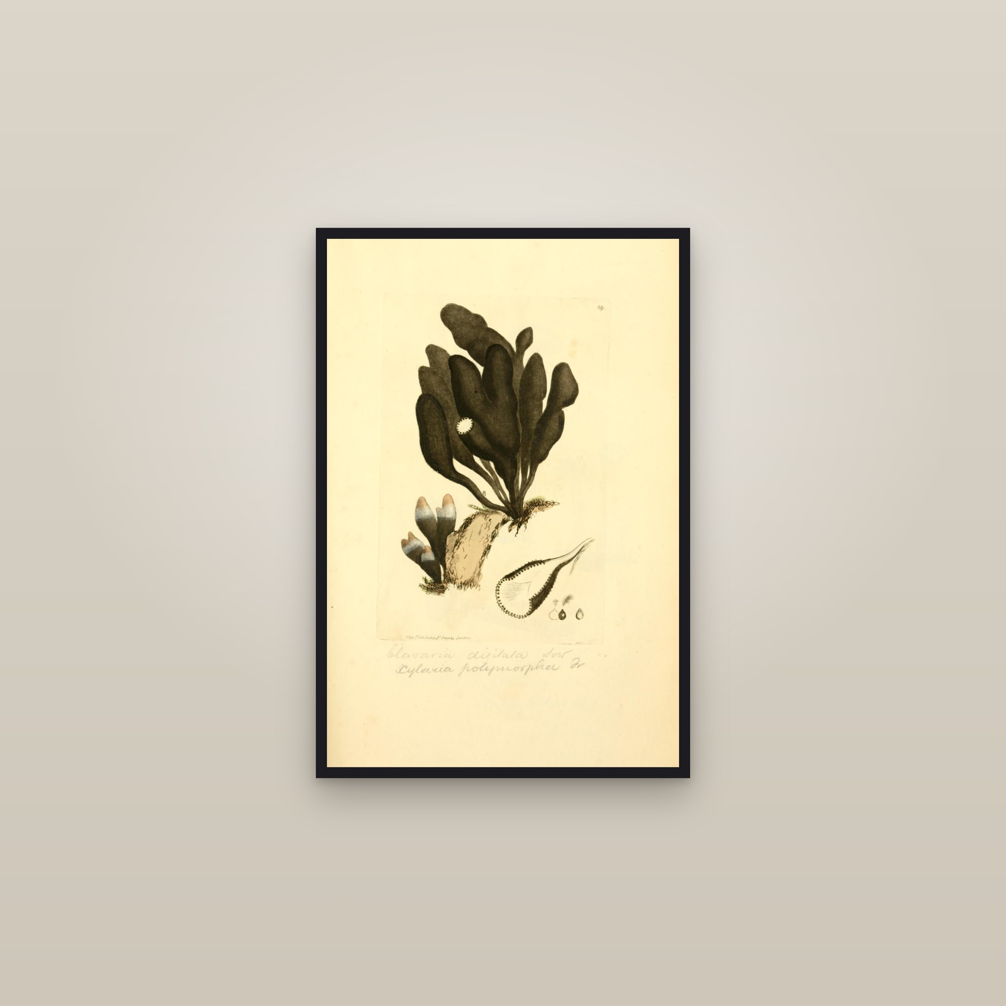 Dead Mans Fingers