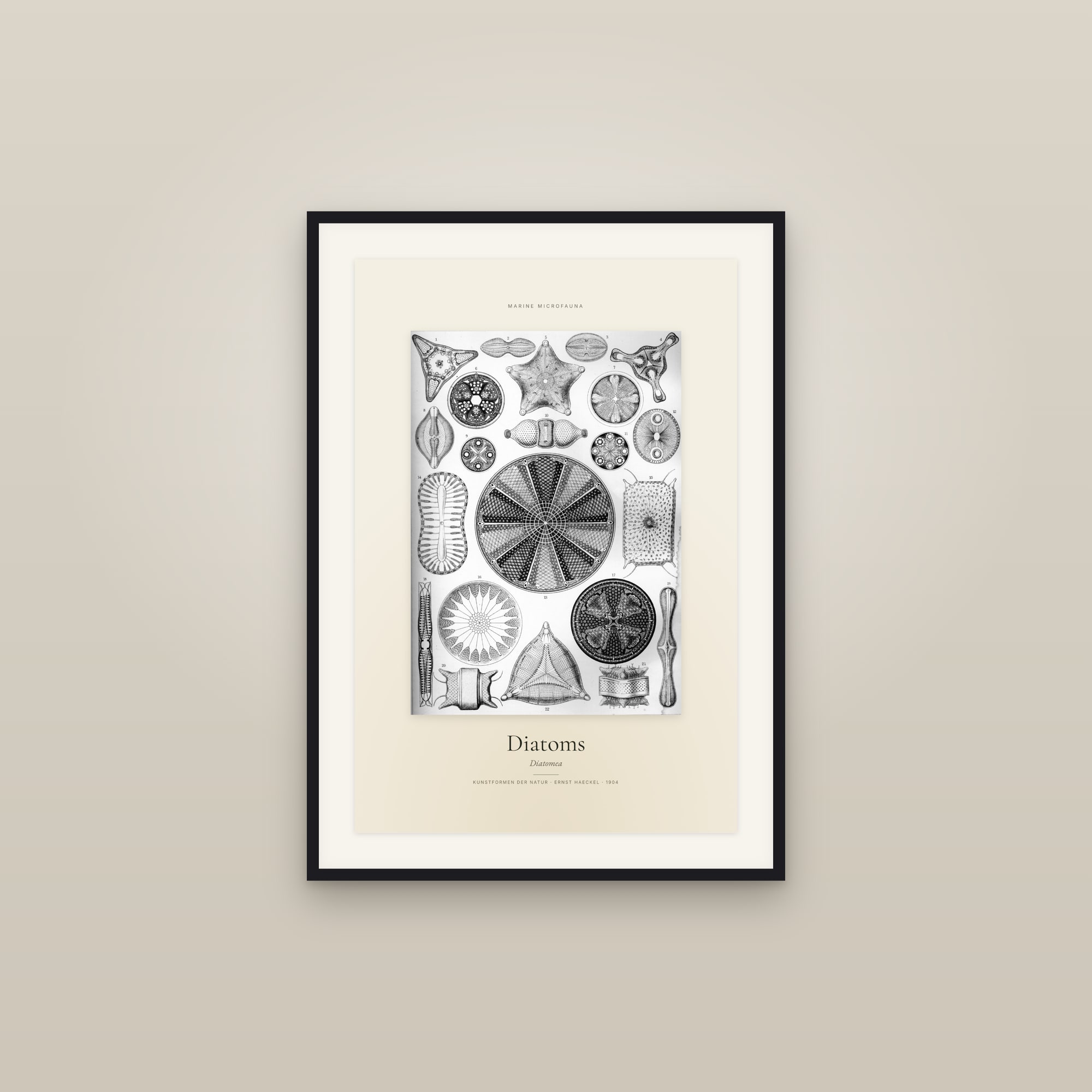 Diatoms — Specimen
