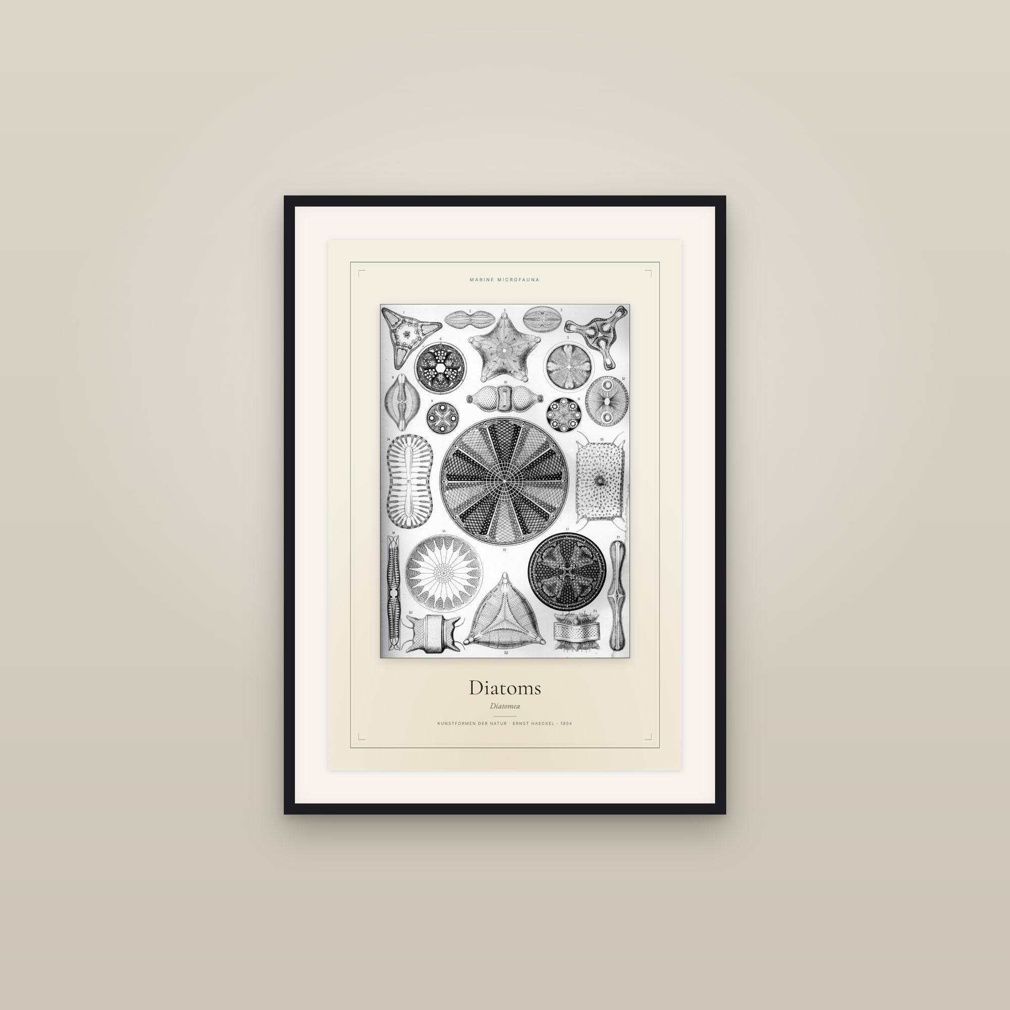 Diatoms