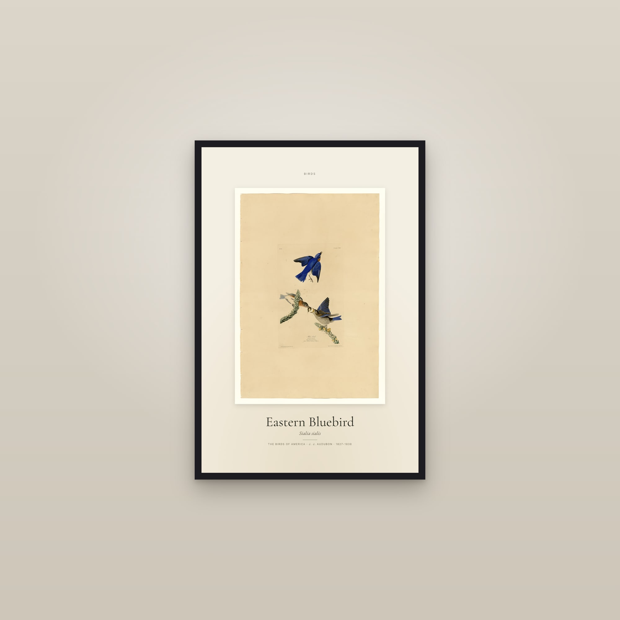 Eastern Bluebird — Specimen