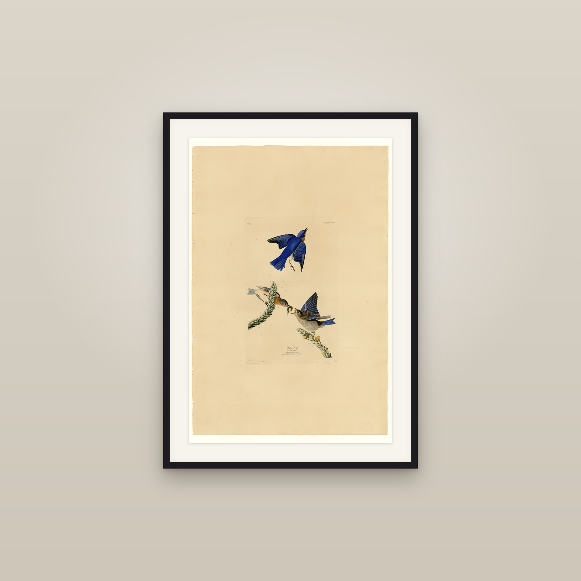 Eastern Bluebird