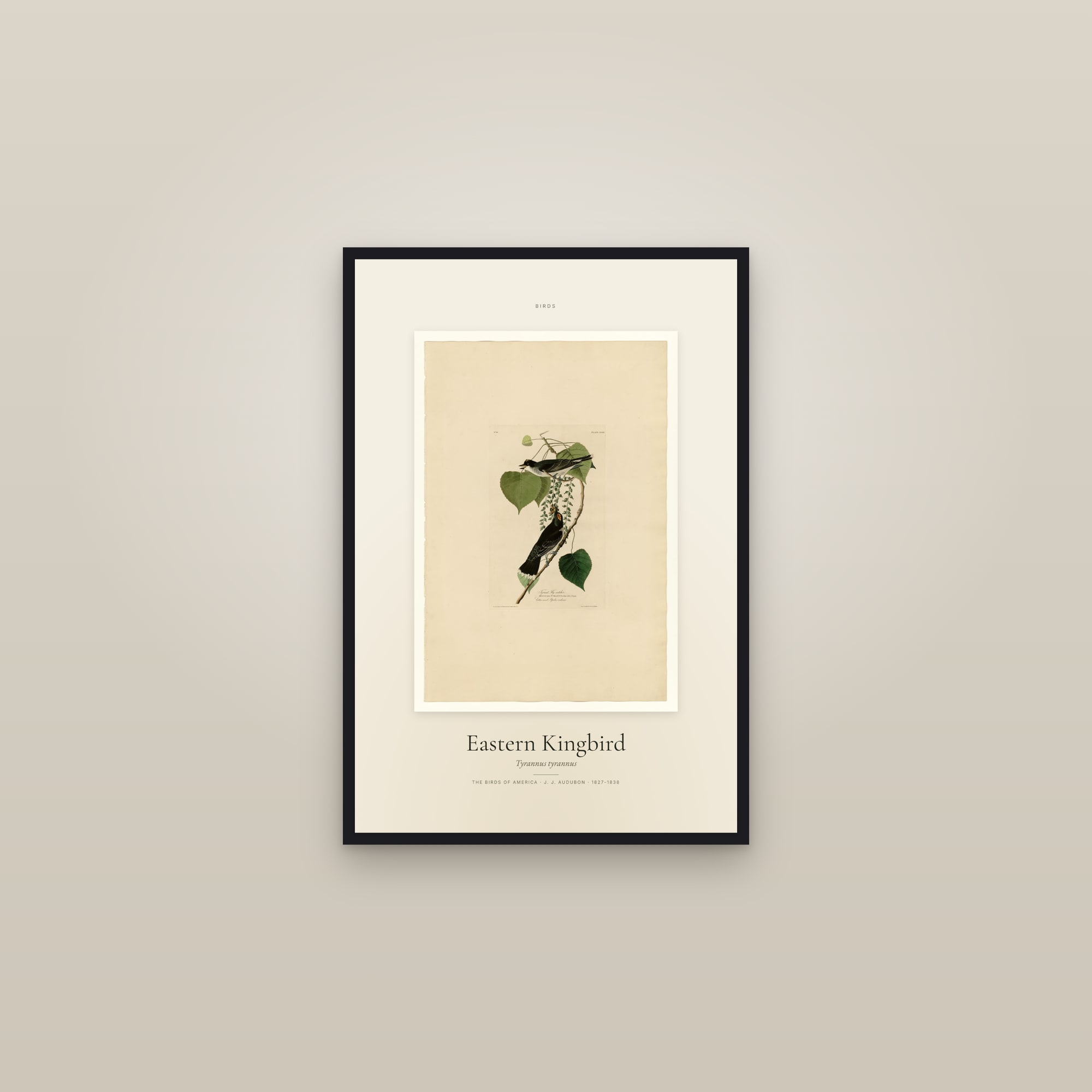 Eastern Kingbird — Specimen