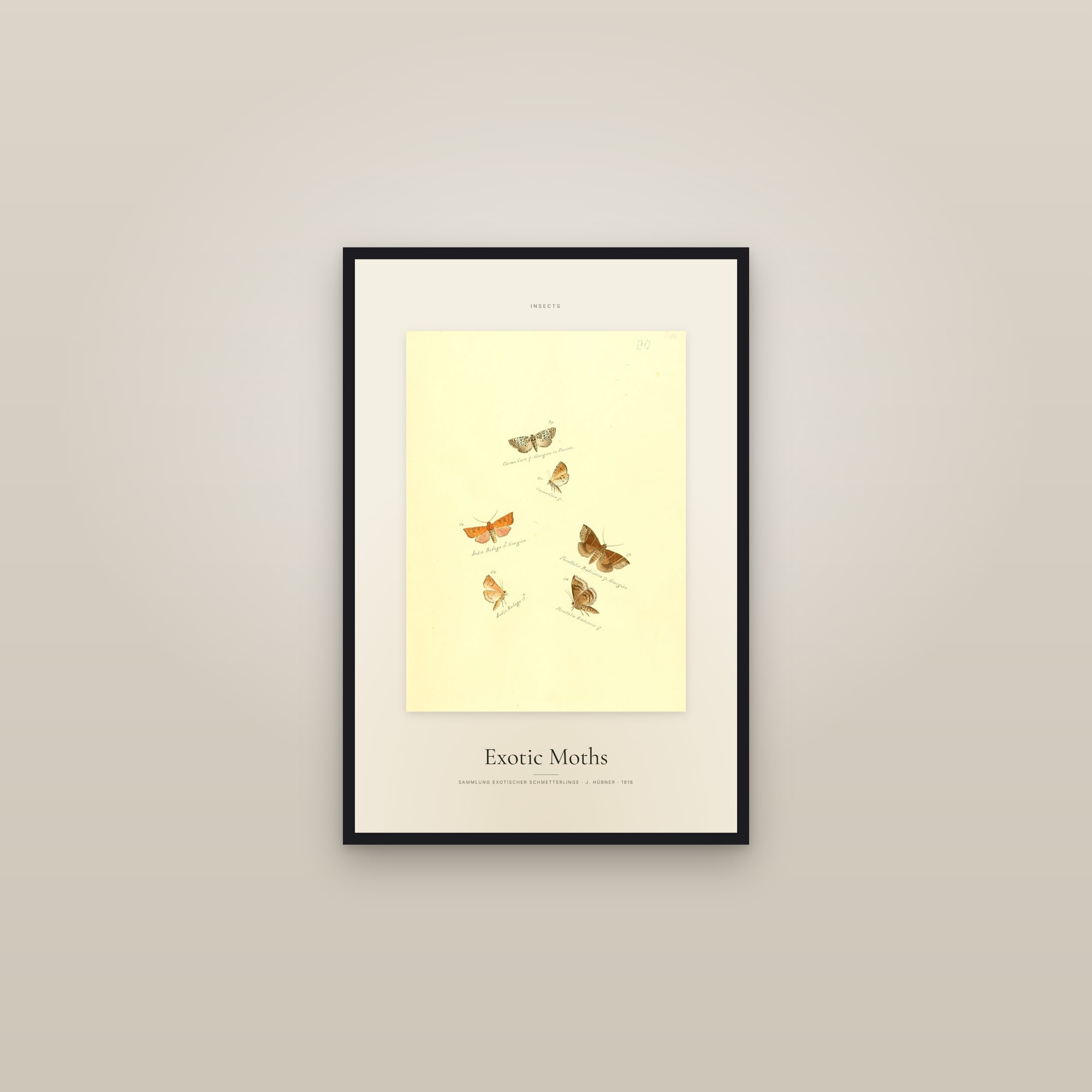 Exotic Moths — Specimen