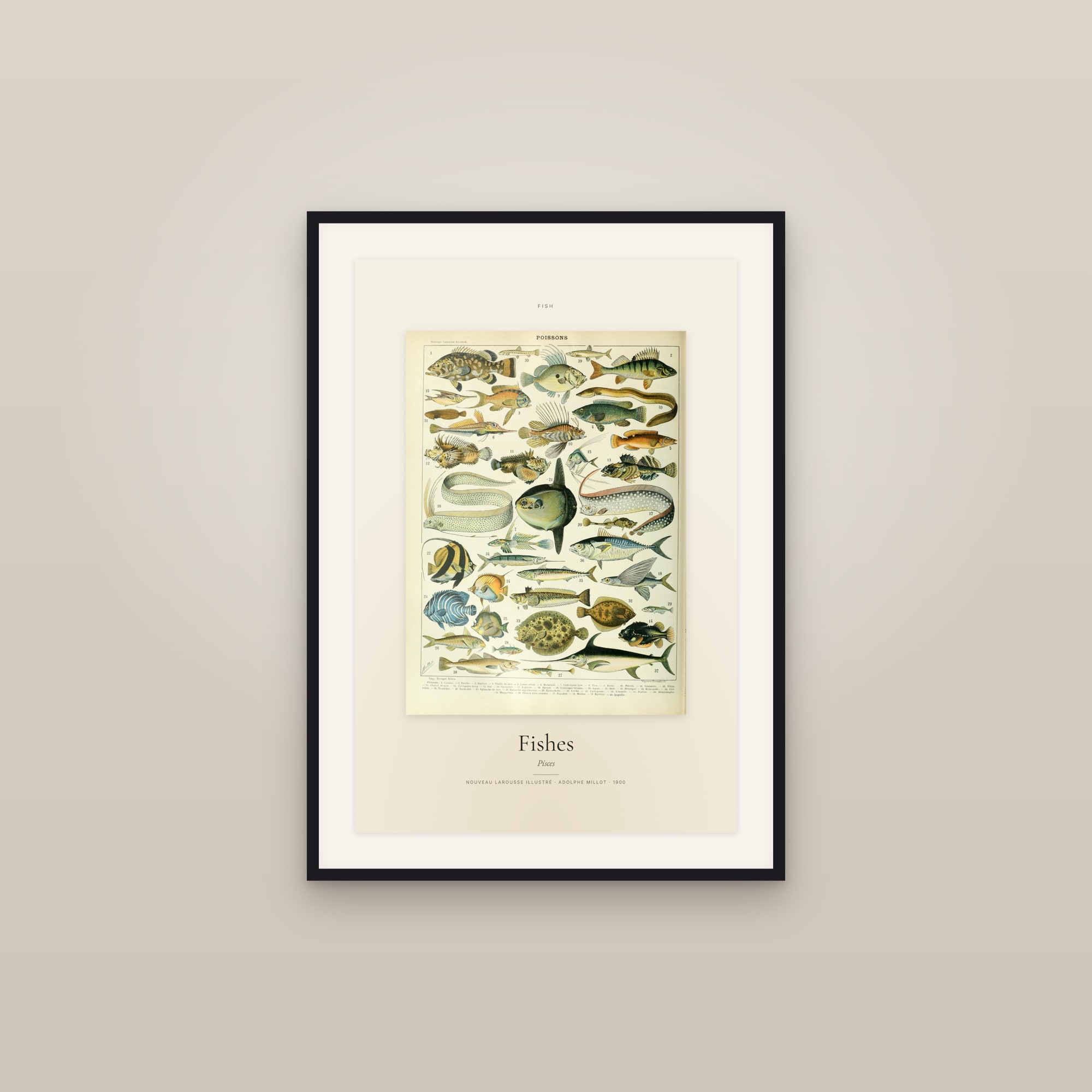 Fishes — Specimen