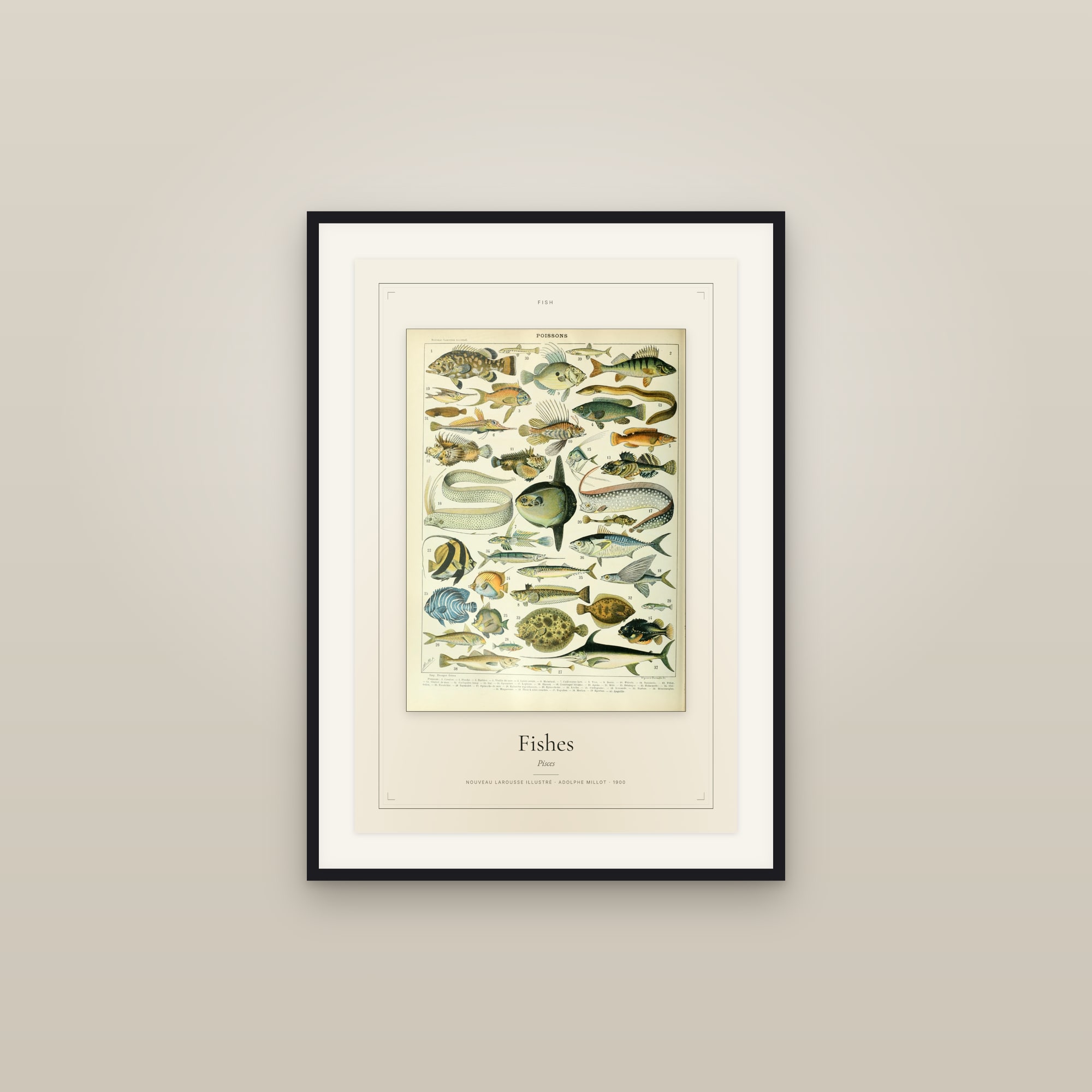 Fishes