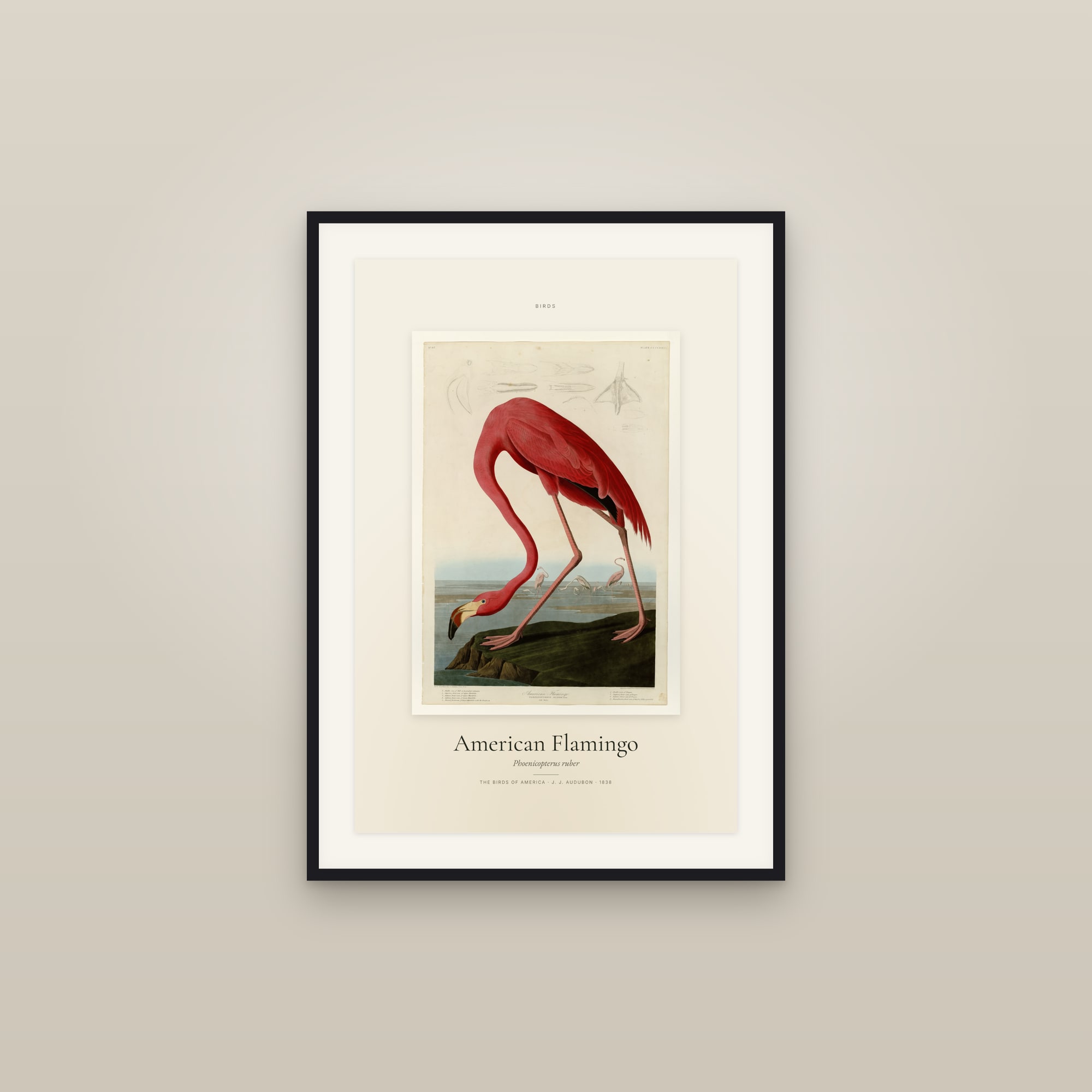 American Flamingo — Specimen