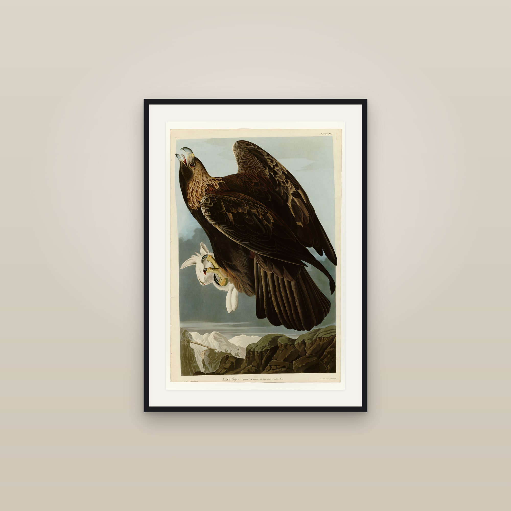 Golden Eagle