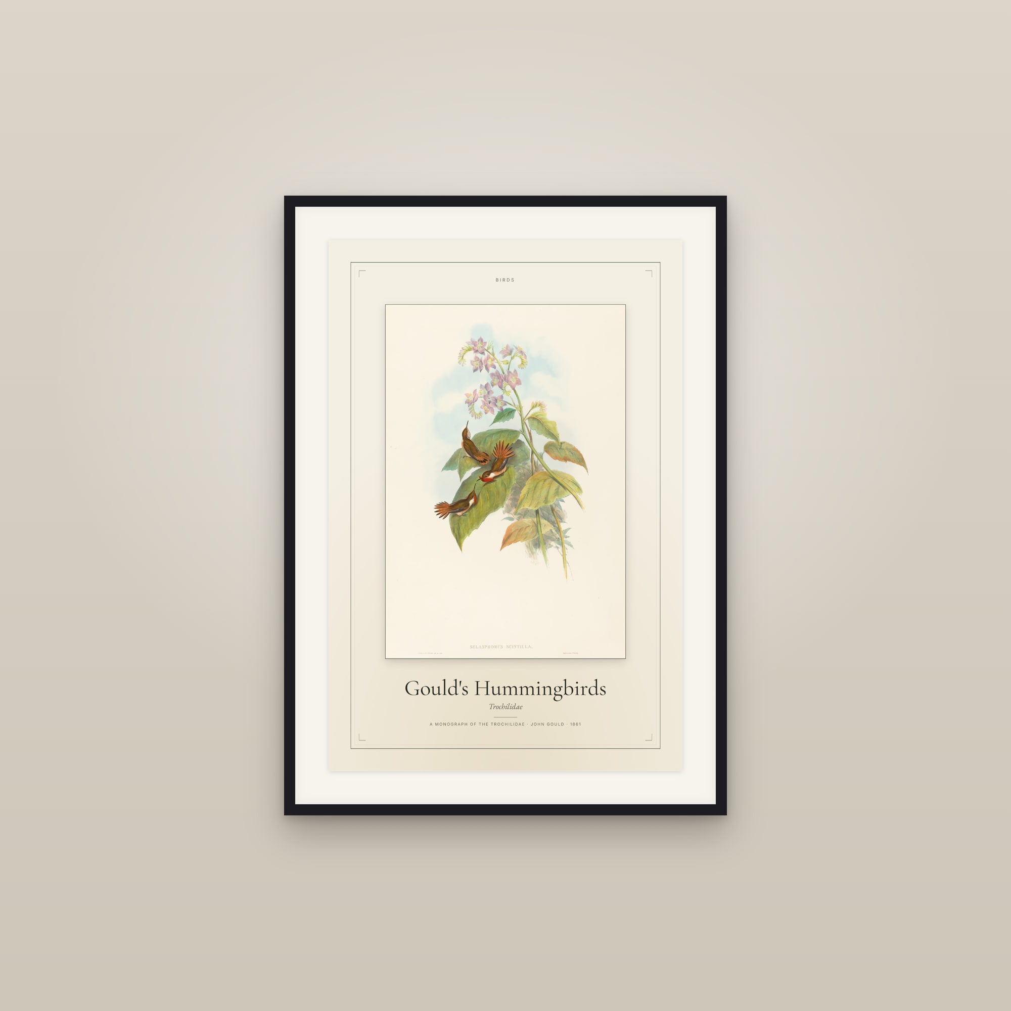 Gould's Hummingbirds