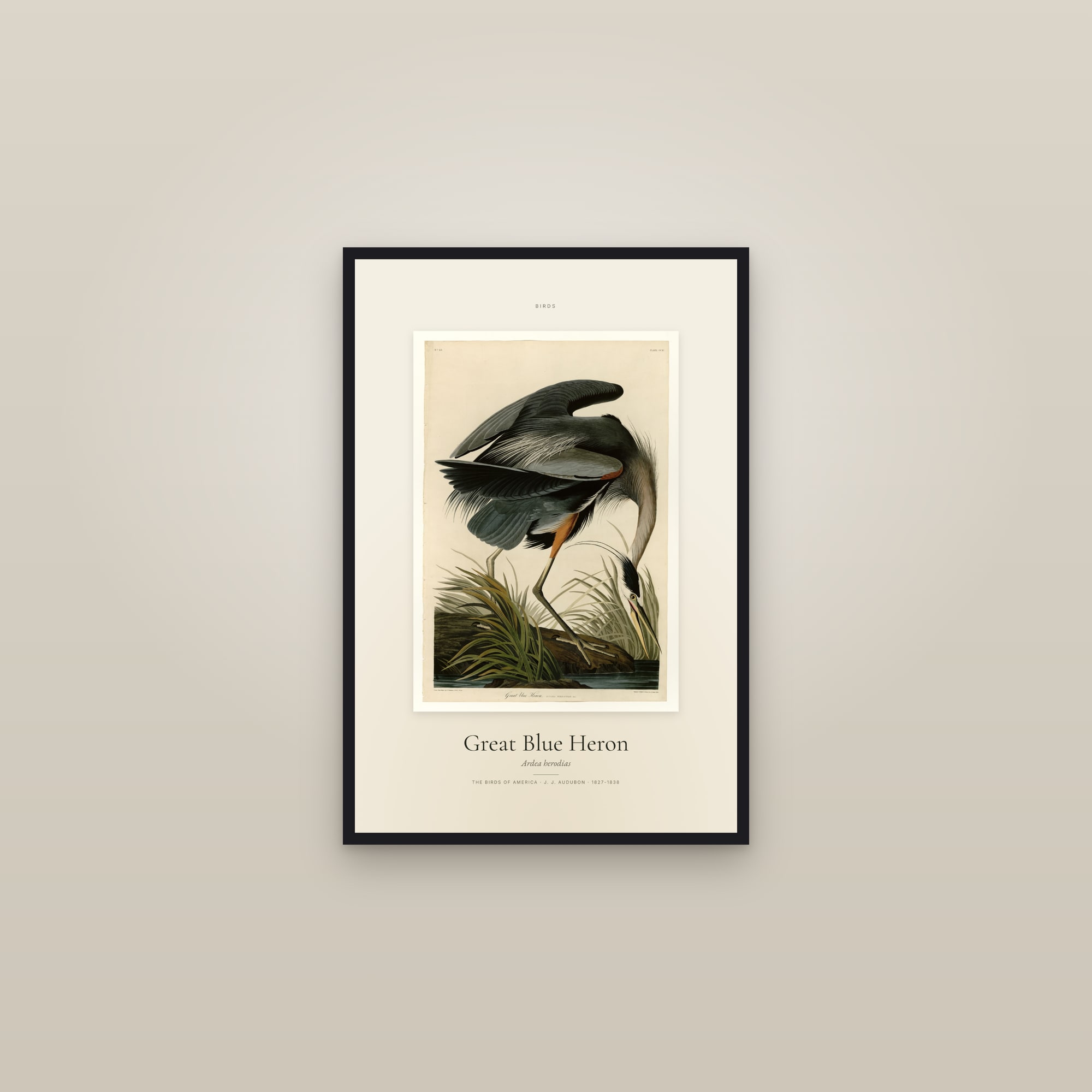 Great Blue Heron — Specimen