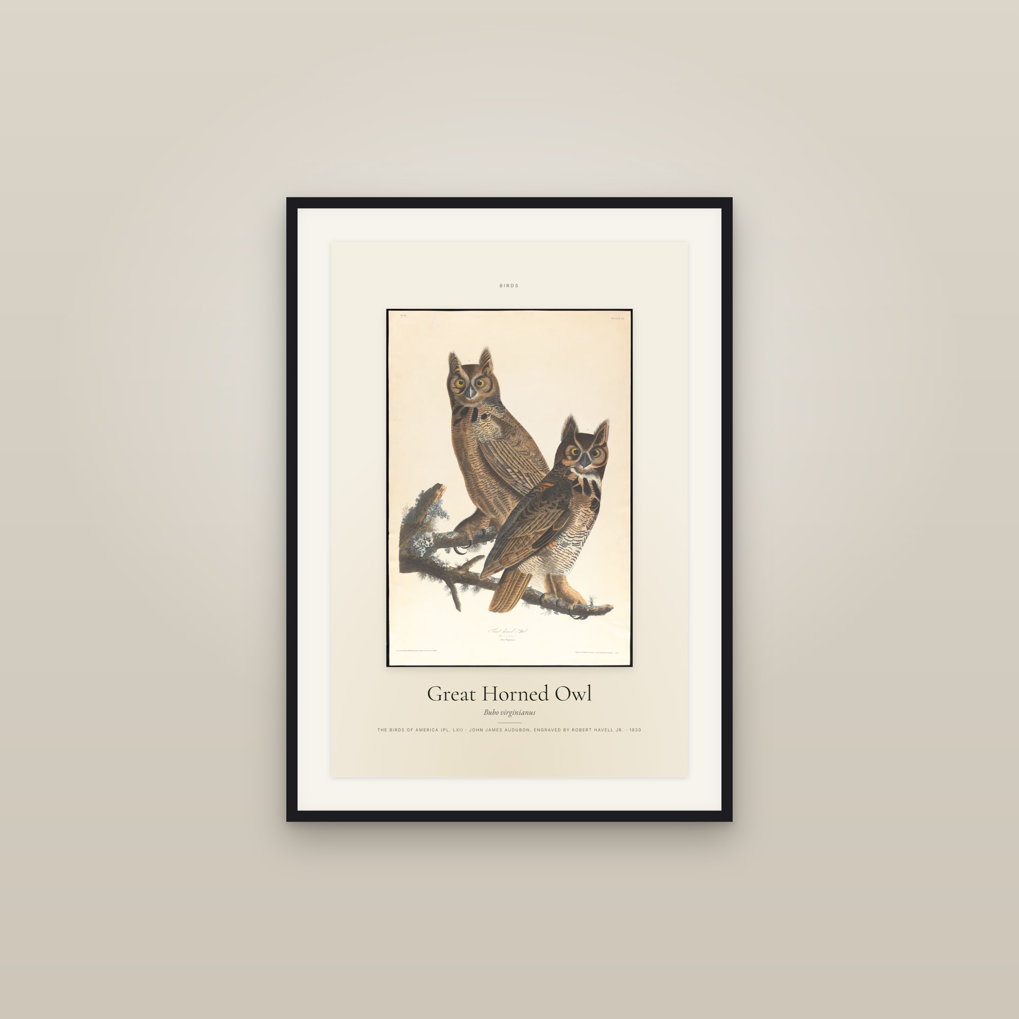 Great Horned Owl — Specimen