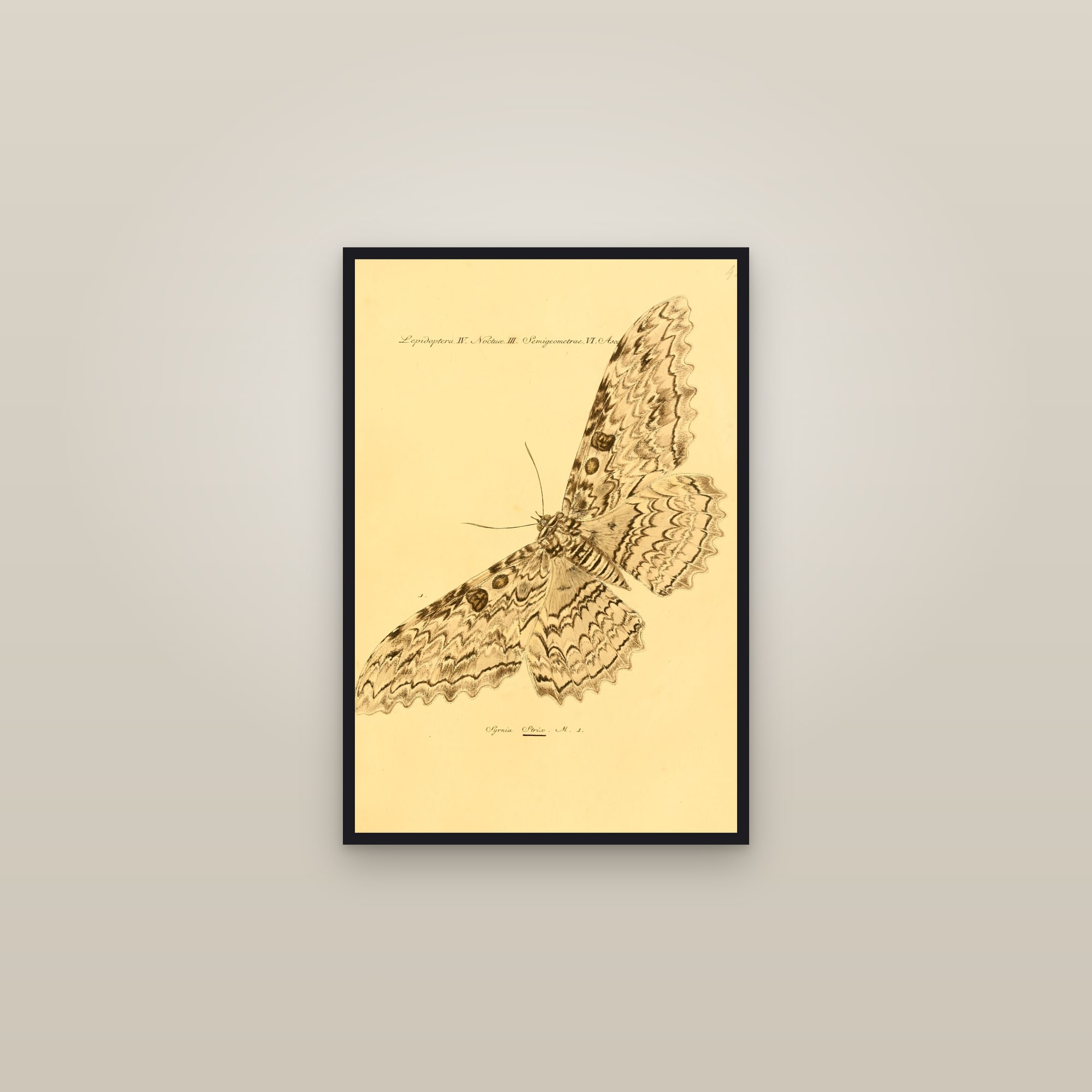 Great Owl Moth