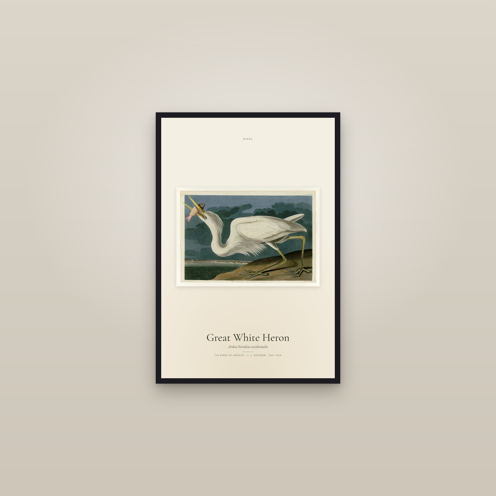 Great White Heron