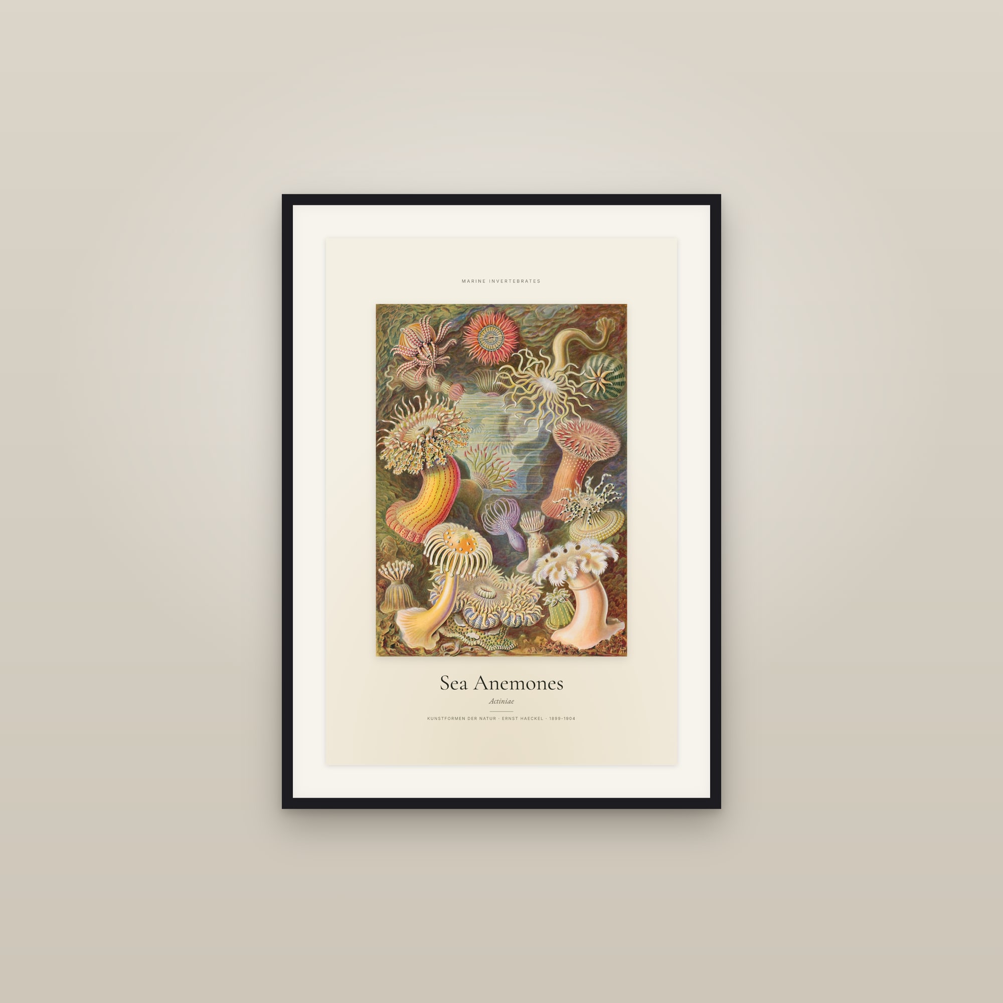 Sea Anemones — Specimen