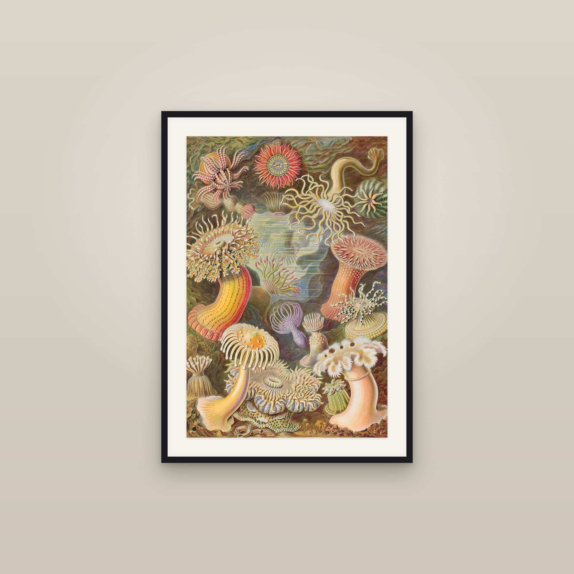Sea Anemones