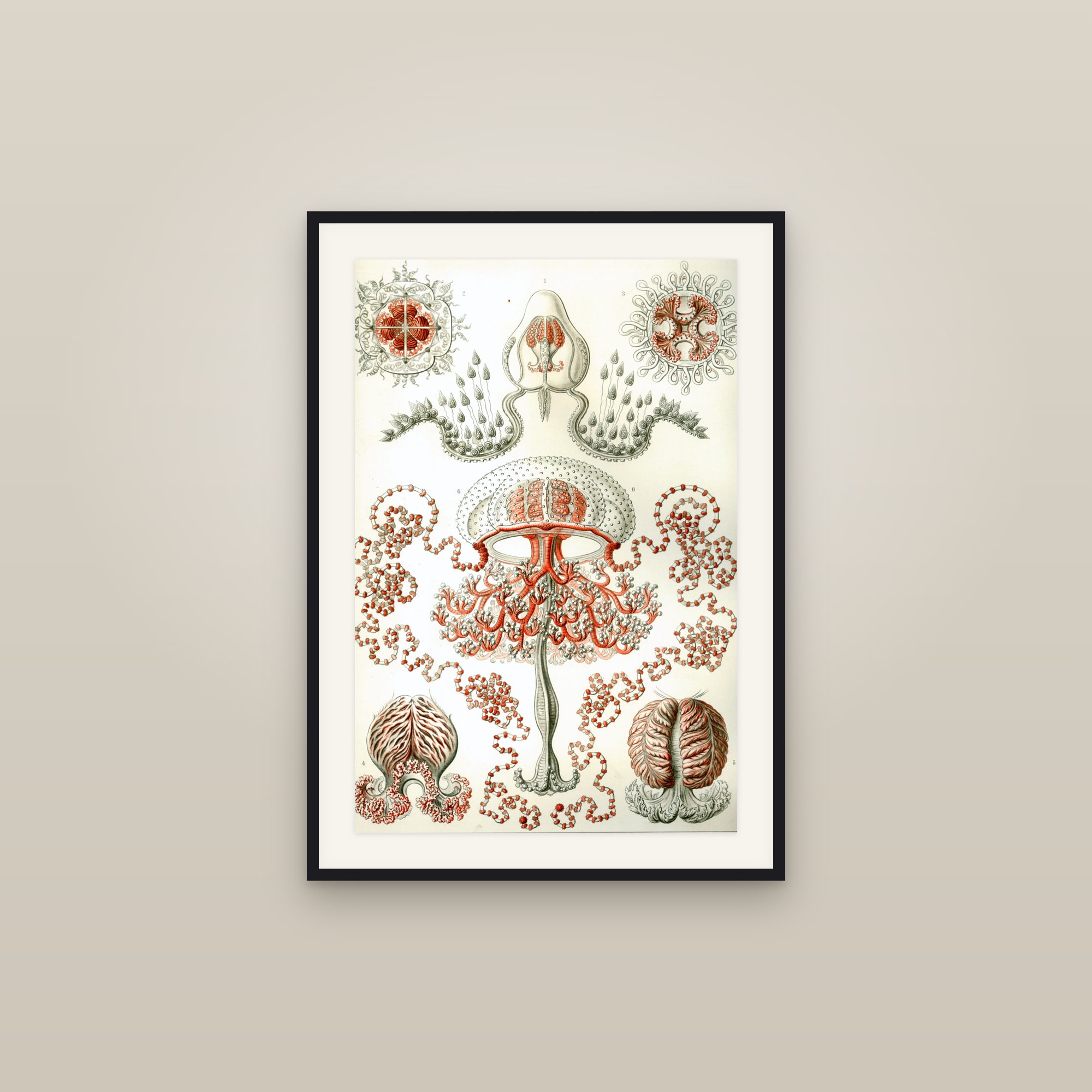 Anthomedusae Jellyfish