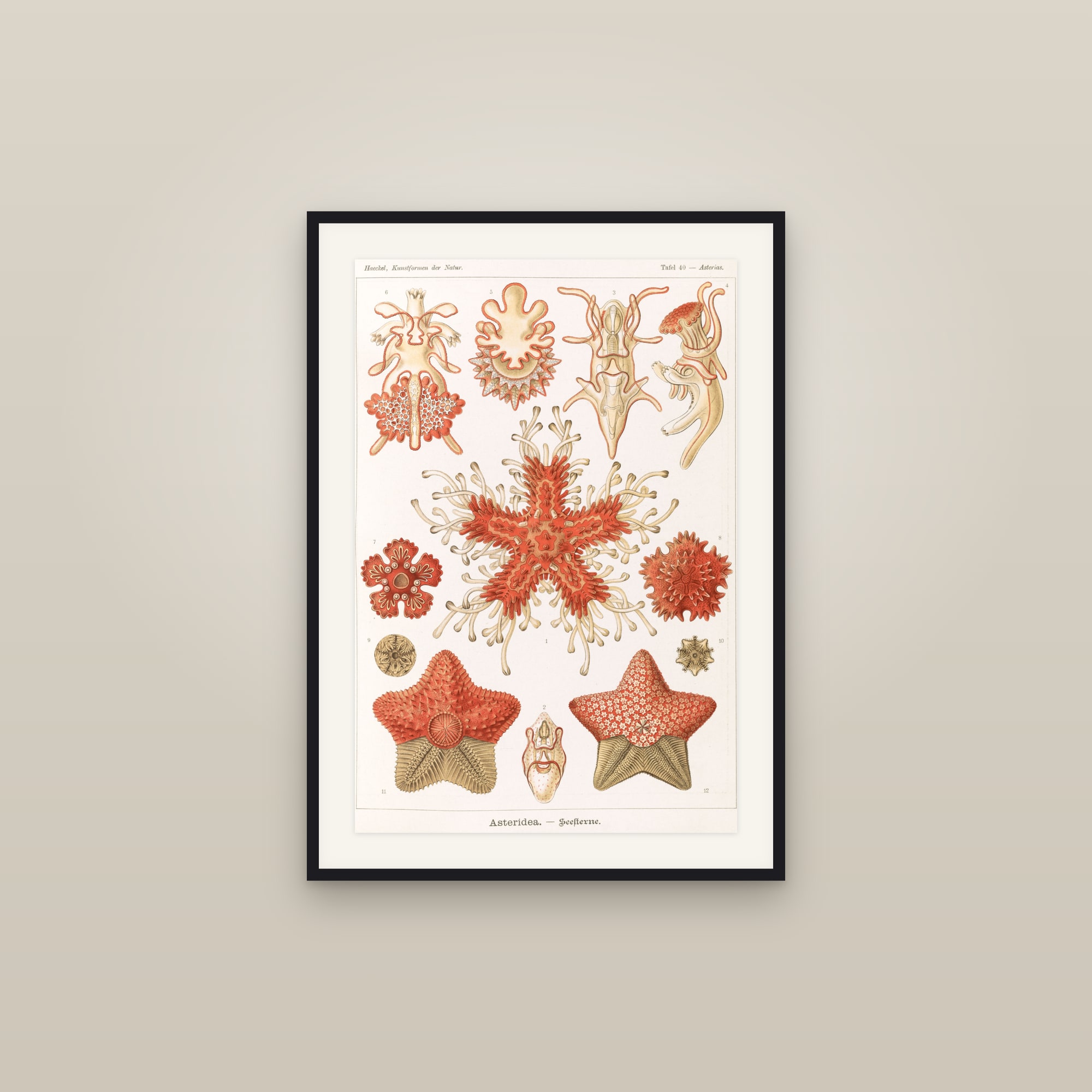 Starfish