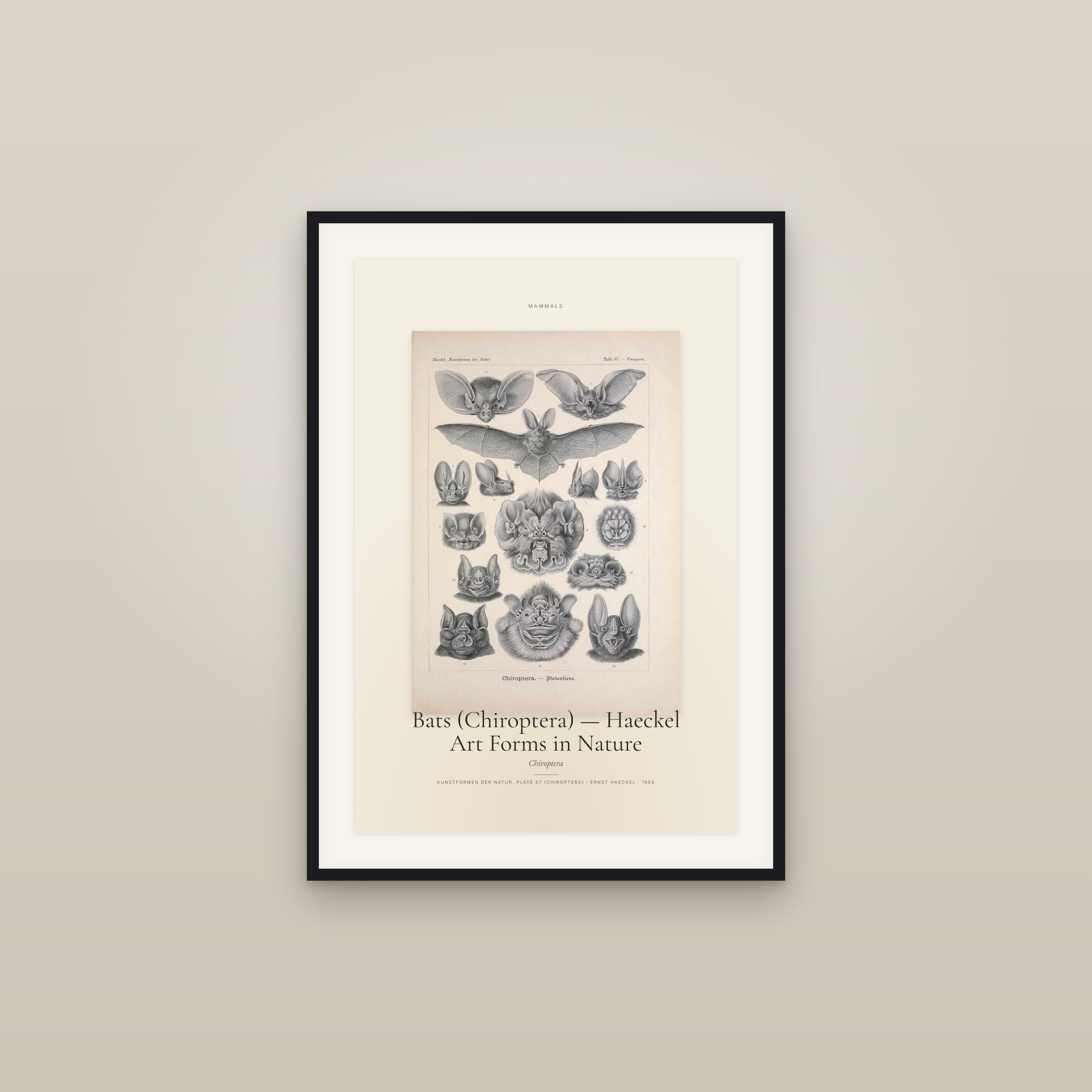 Bats (Chiroptera) — Haeckel Art Forms in Nature — Specimen