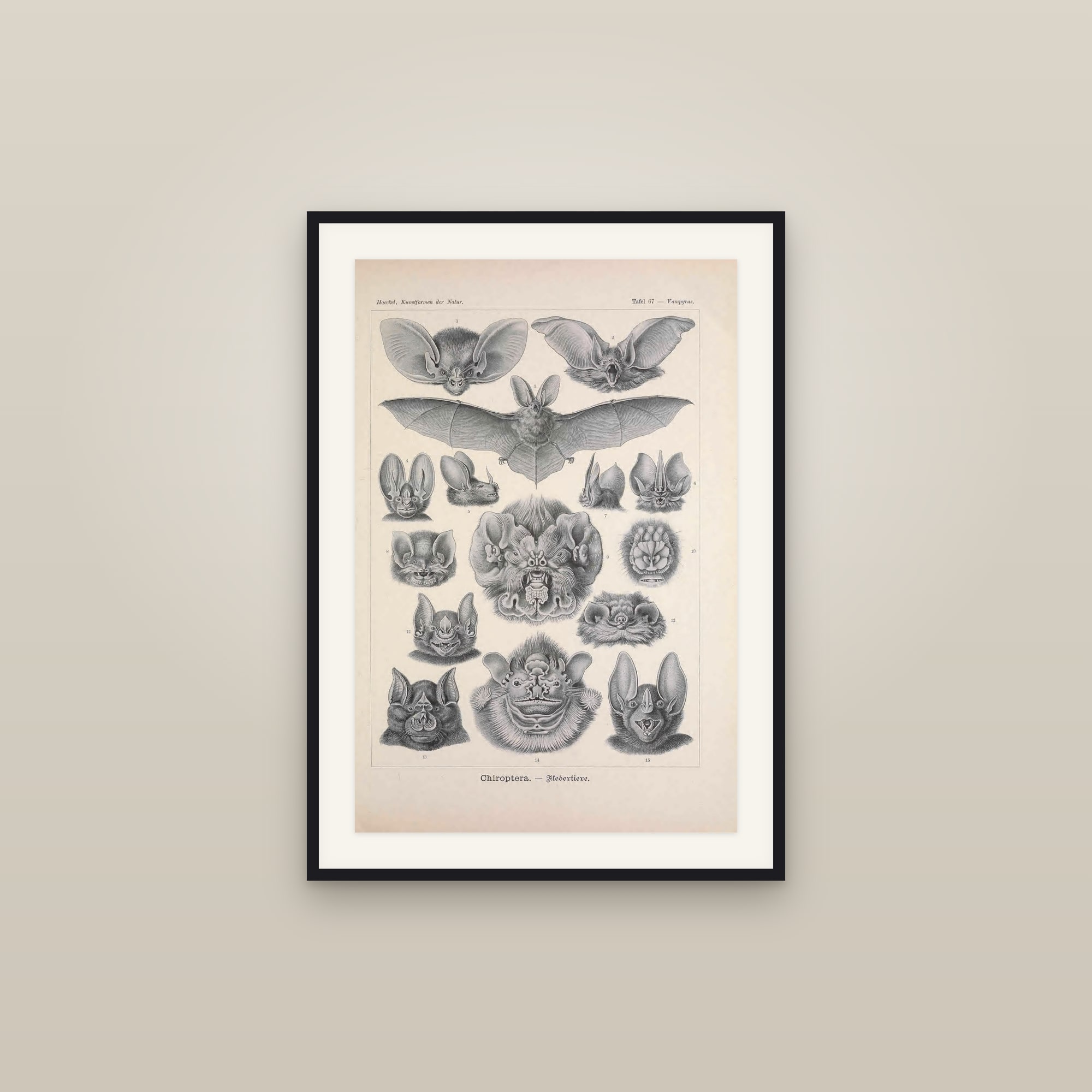 Bats (Chiroptera) — Haeckel Art Forms in Nature