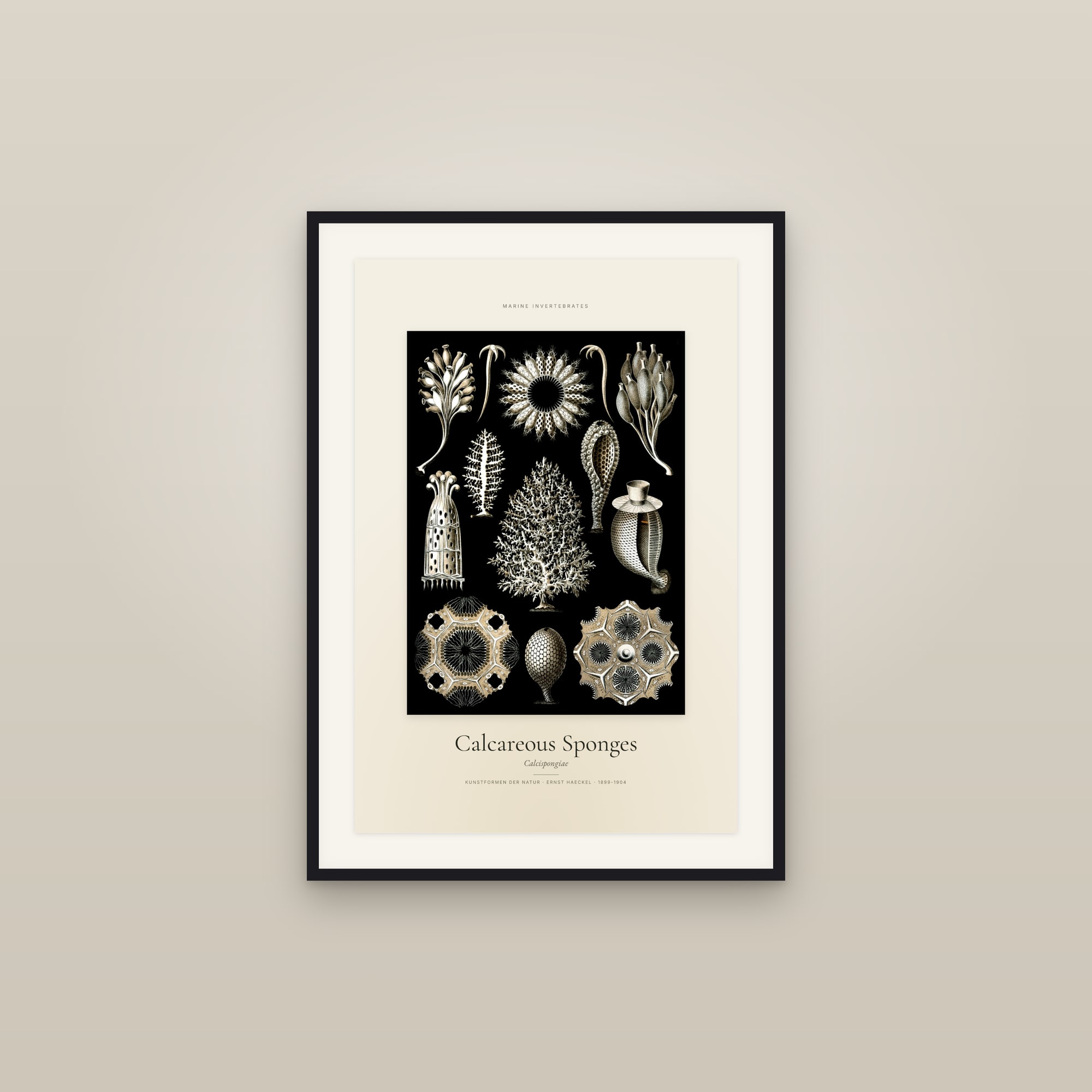 Calcareous Sponges — Specimen