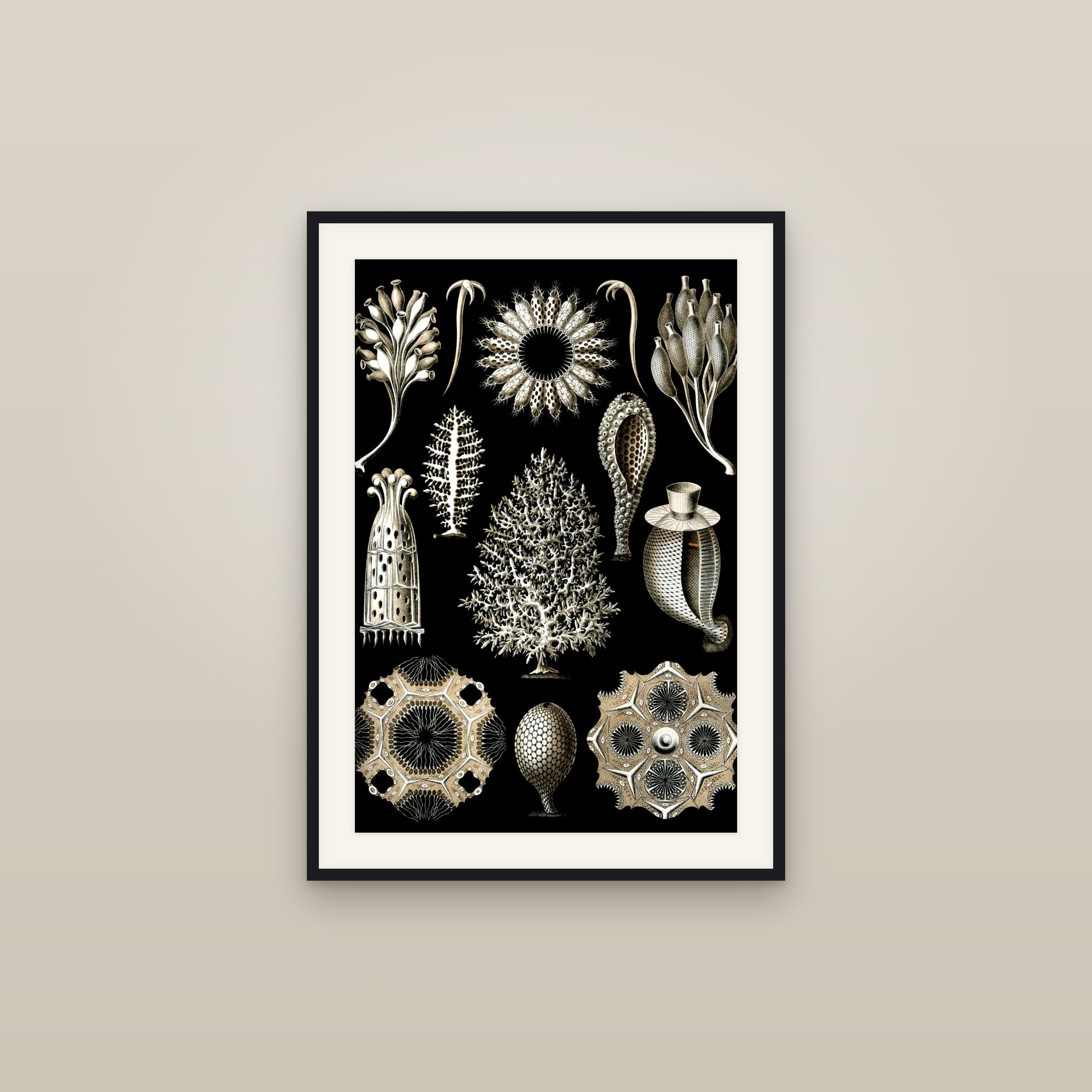 Calcareous Sponges
