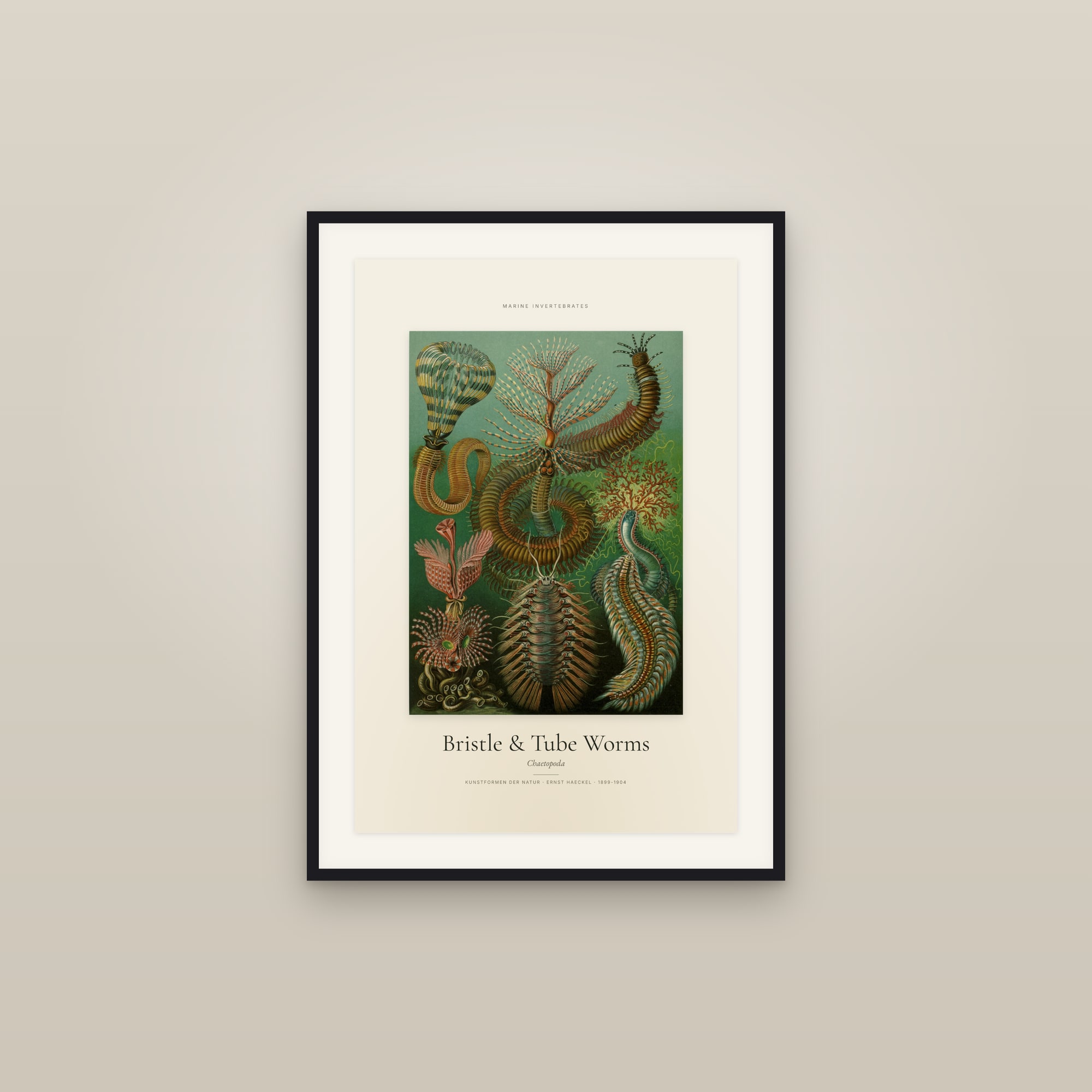 Bristle & Tube Worms — Specimen
