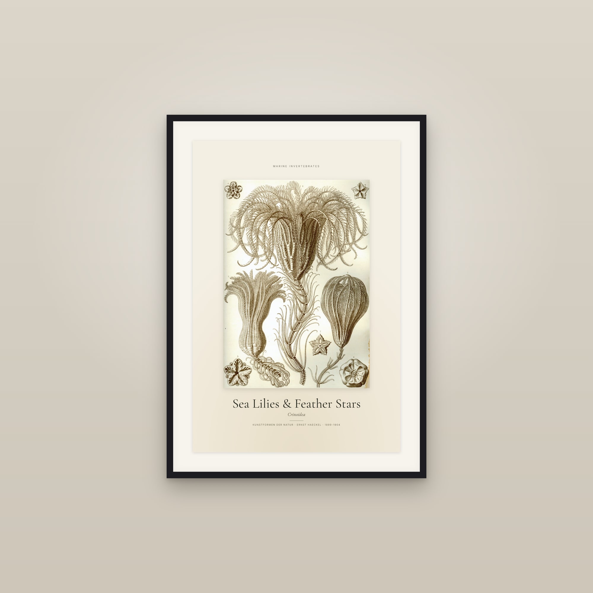 Sea Lilies & Feather Stars — Specimen