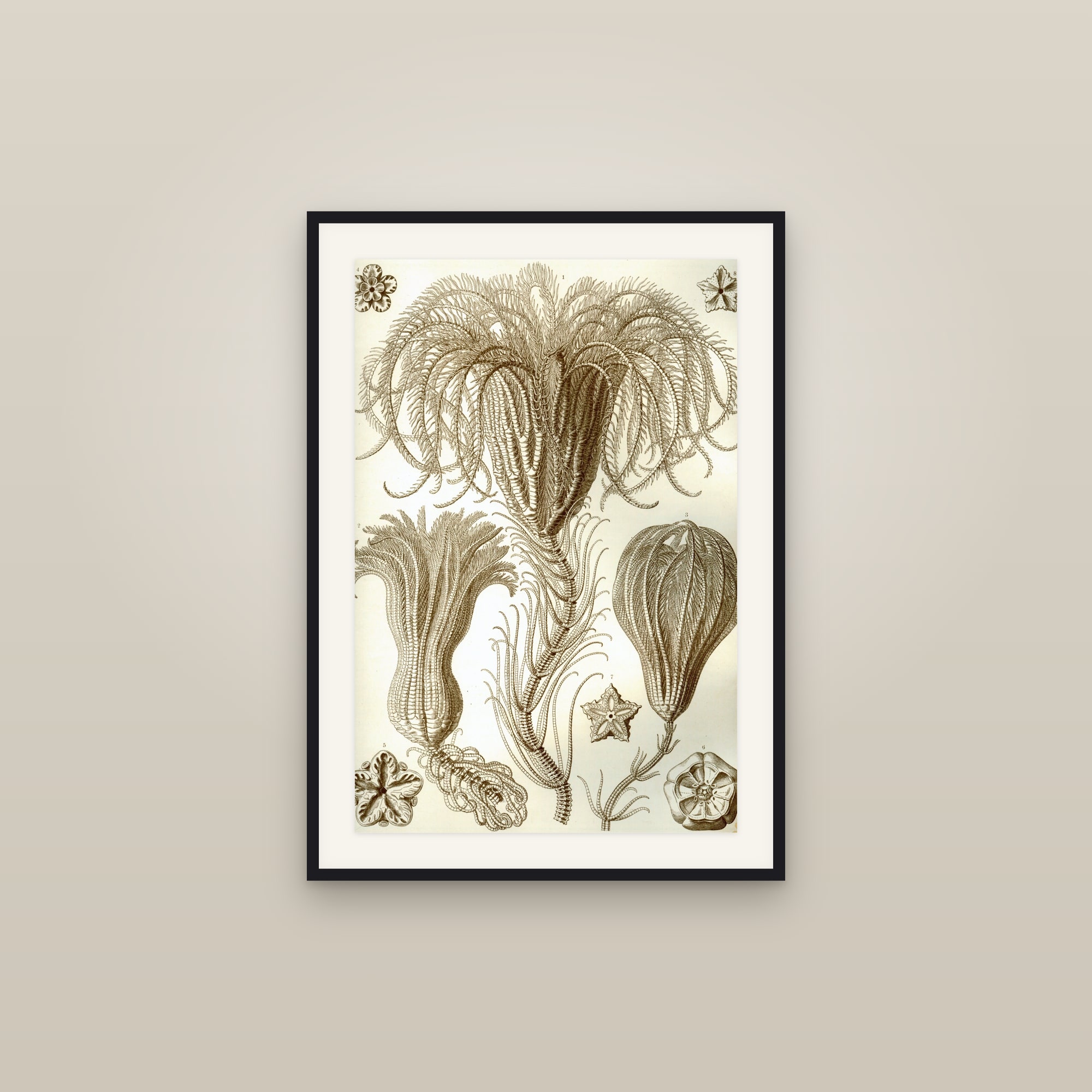 Sea Lilies & Feather Stars