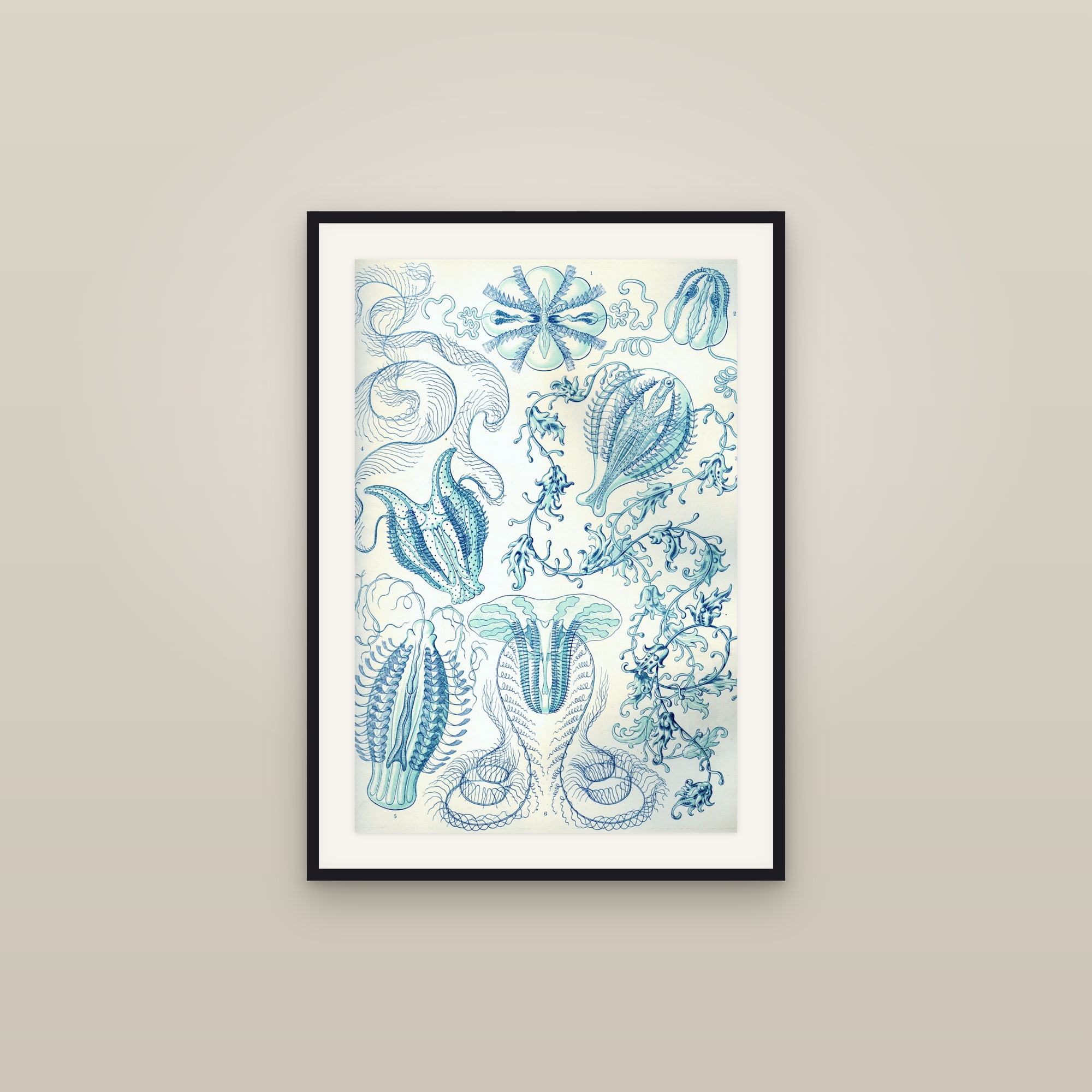 Comb Jellies