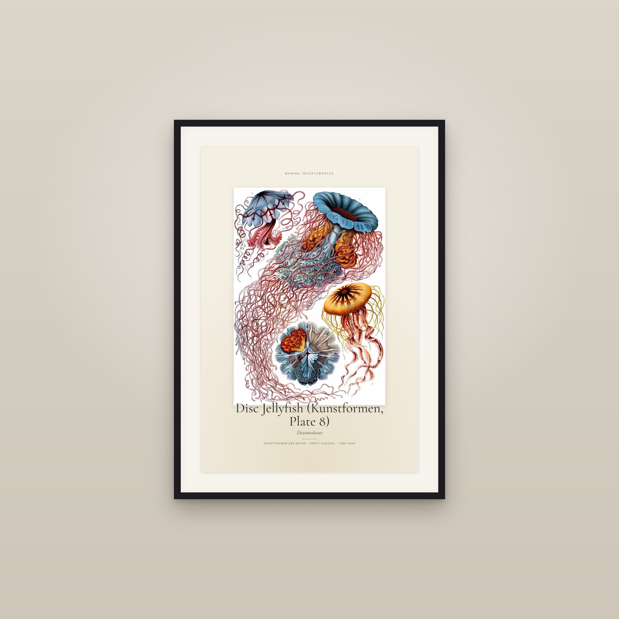 Disc Jellyfish (Kunstformen, Plate 8) — Specimen