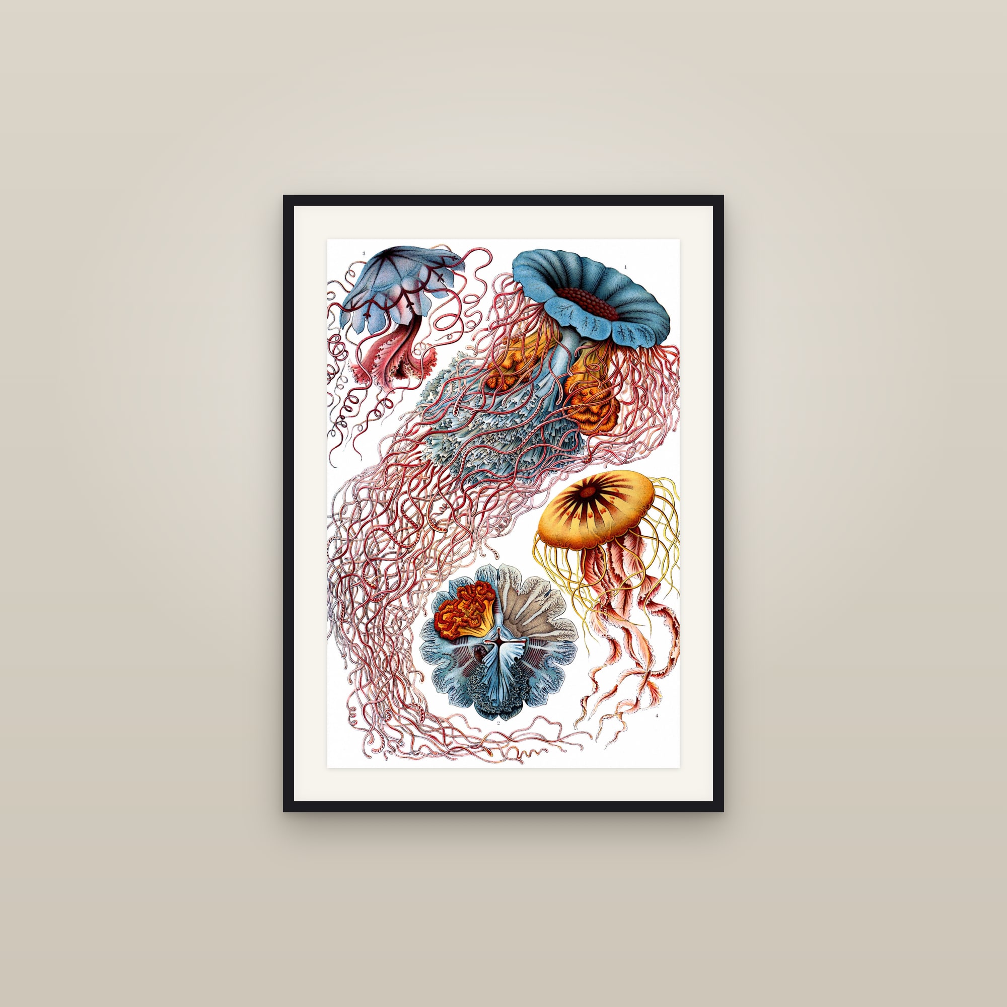 Disc Jellyfish (Kunstformen, Plate 8)