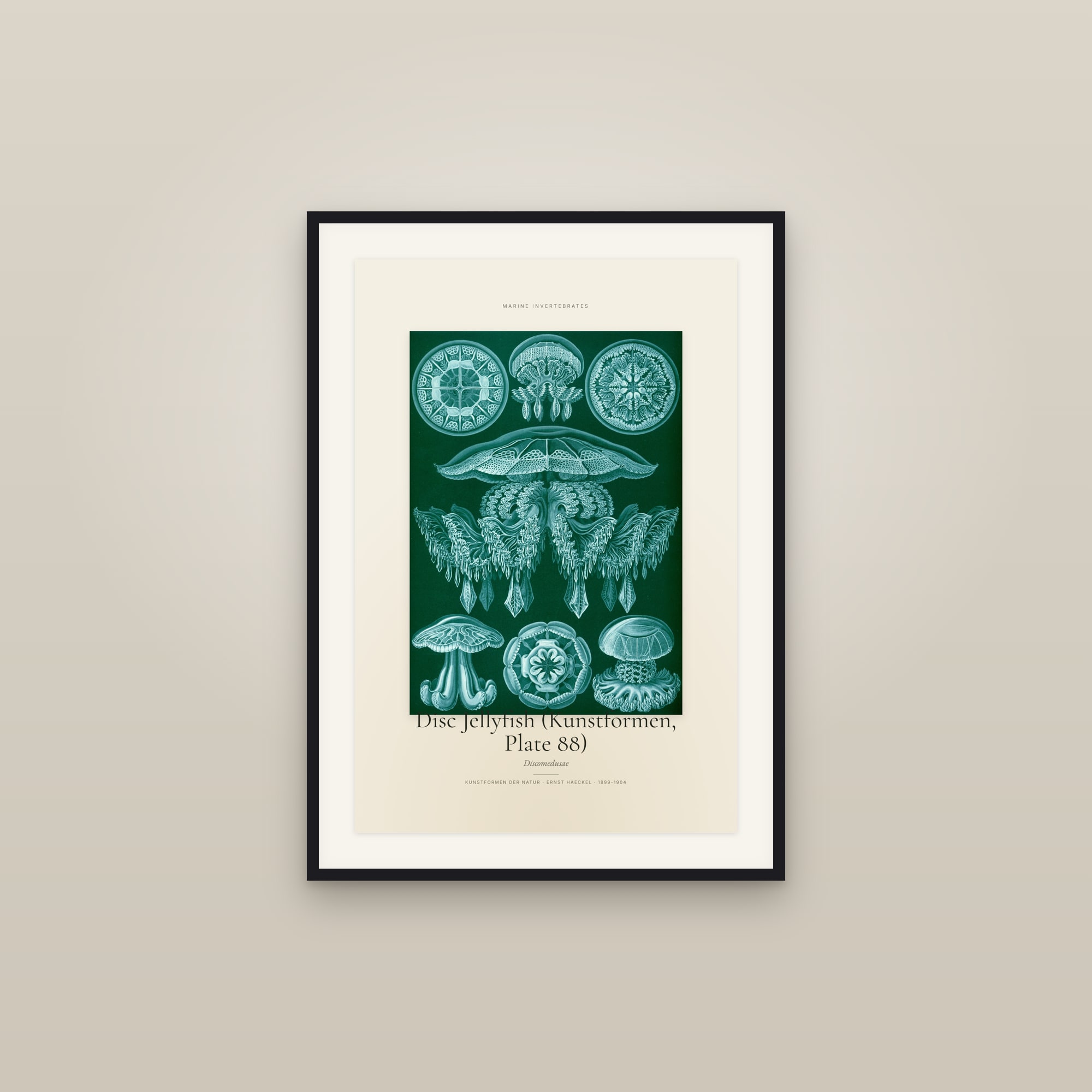 Disc Jellyfish (Kunstformen, Plate 88) — Specimen