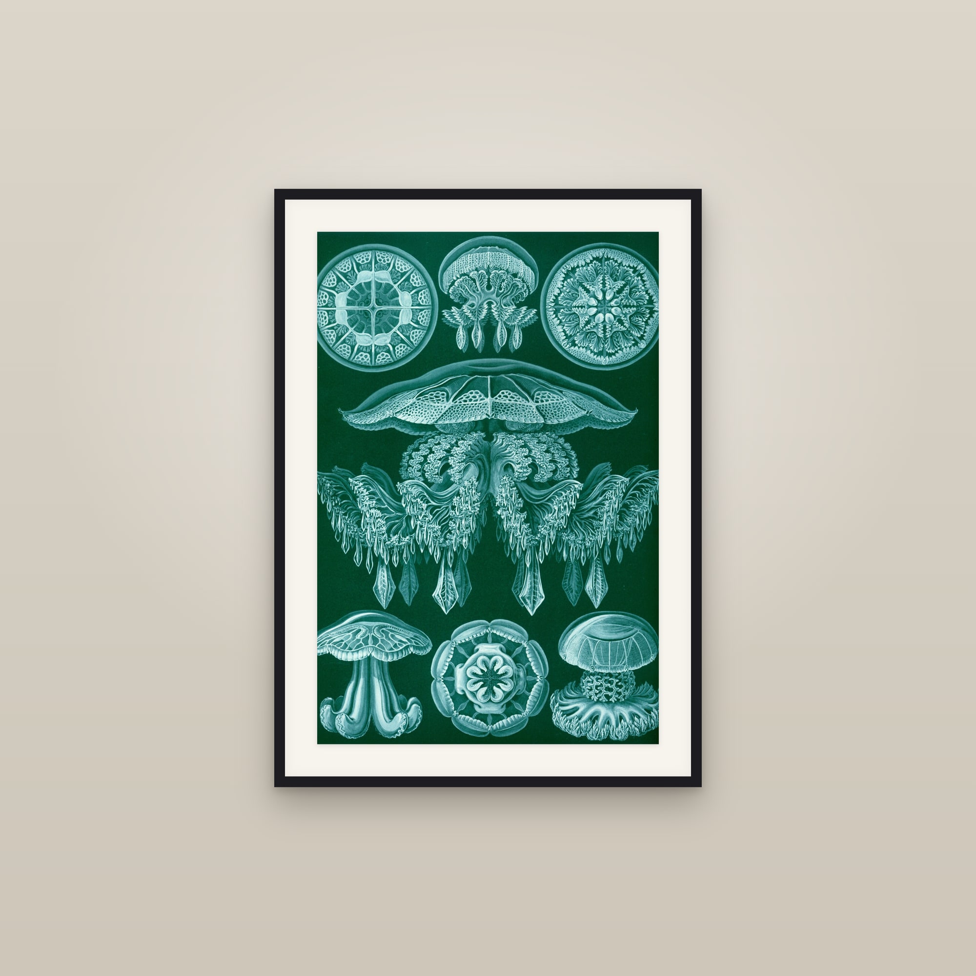 Disc Jellyfish (Kunstformen, Plate 88)