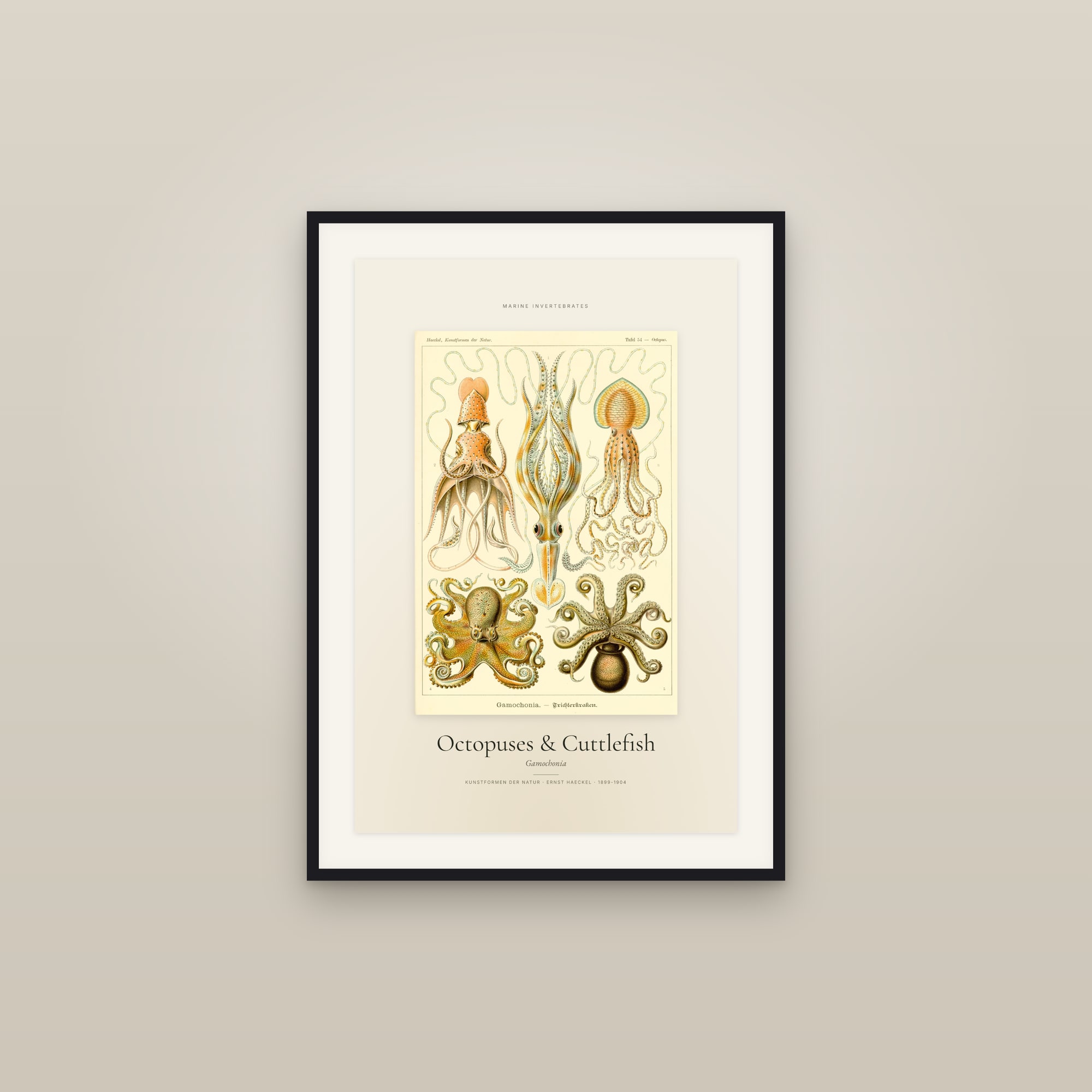 Octopuses & Cuttlefish — Specimen