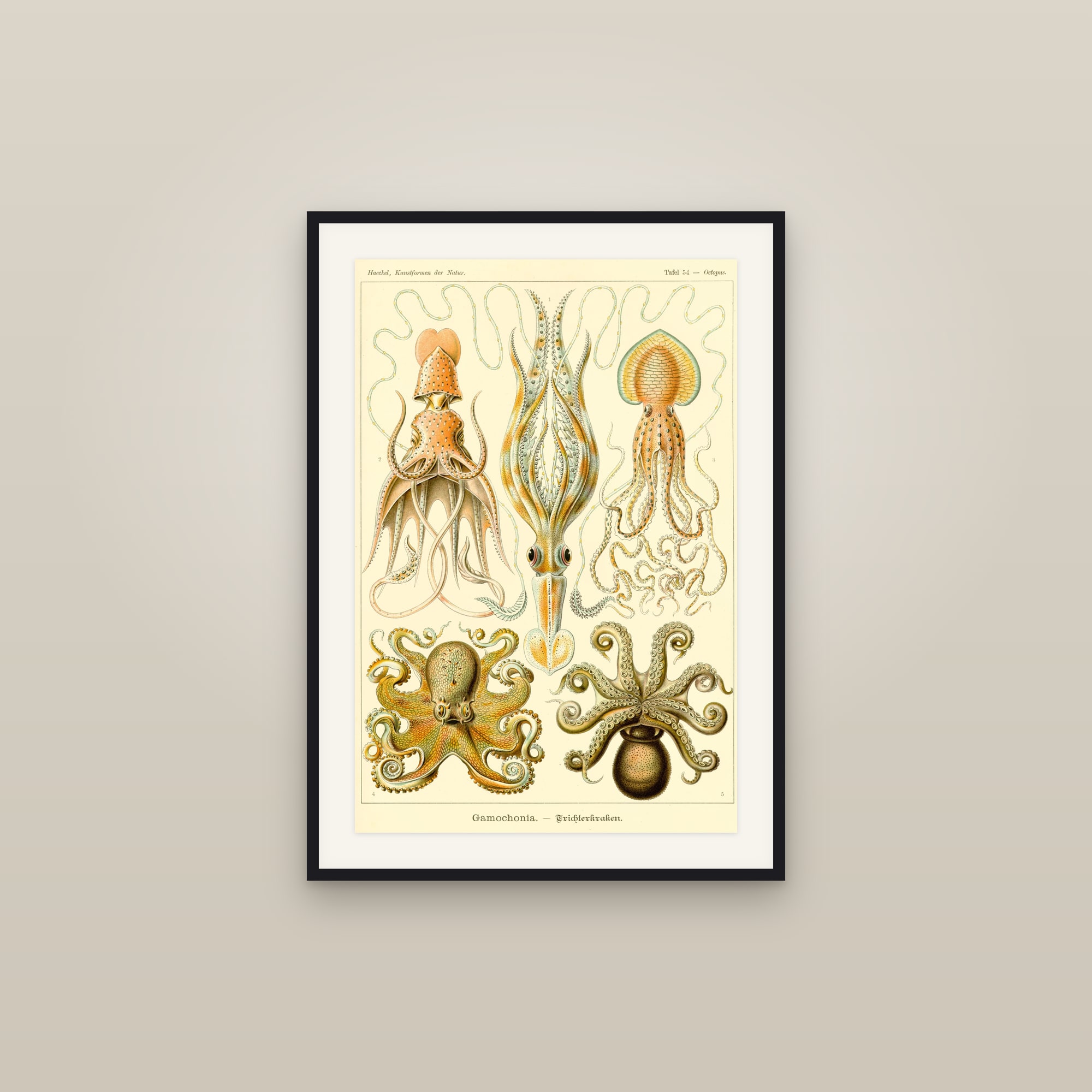 Octopuses & Cuttlefish