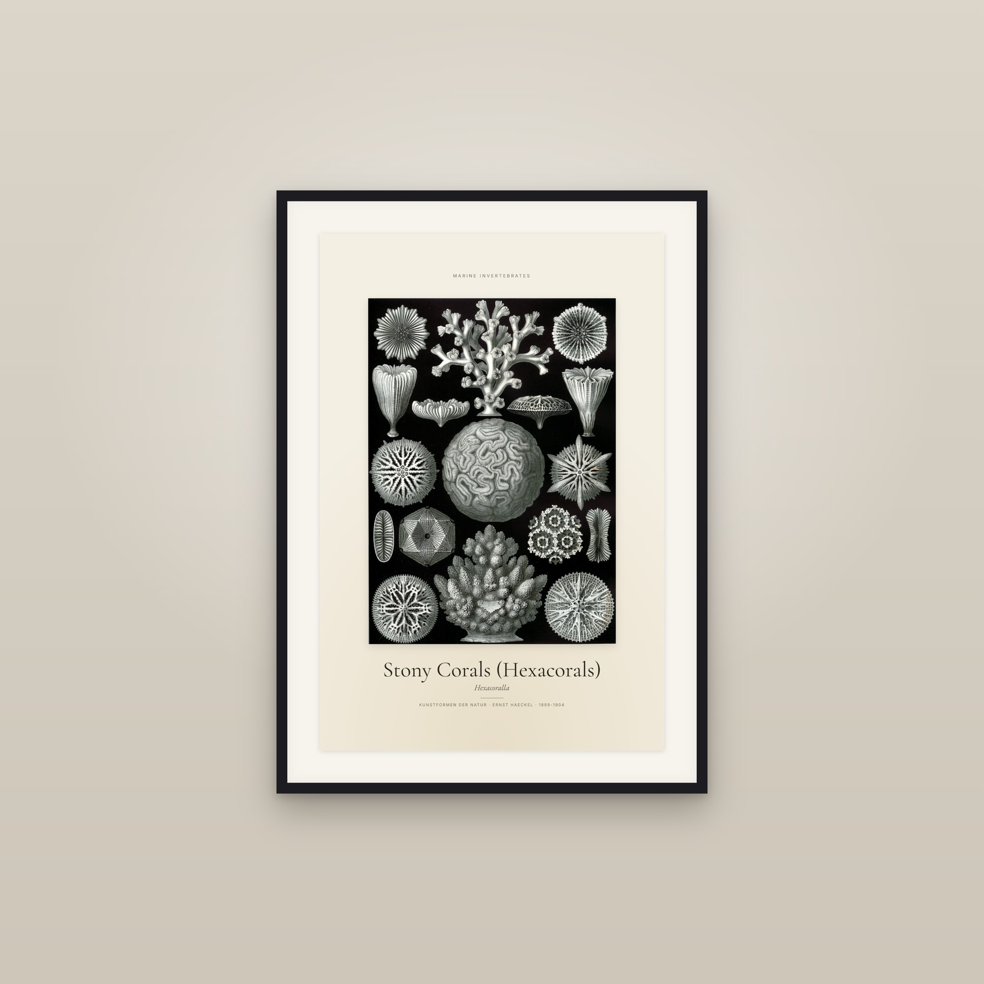 Stony Corals (Hexacorals) — Specimen