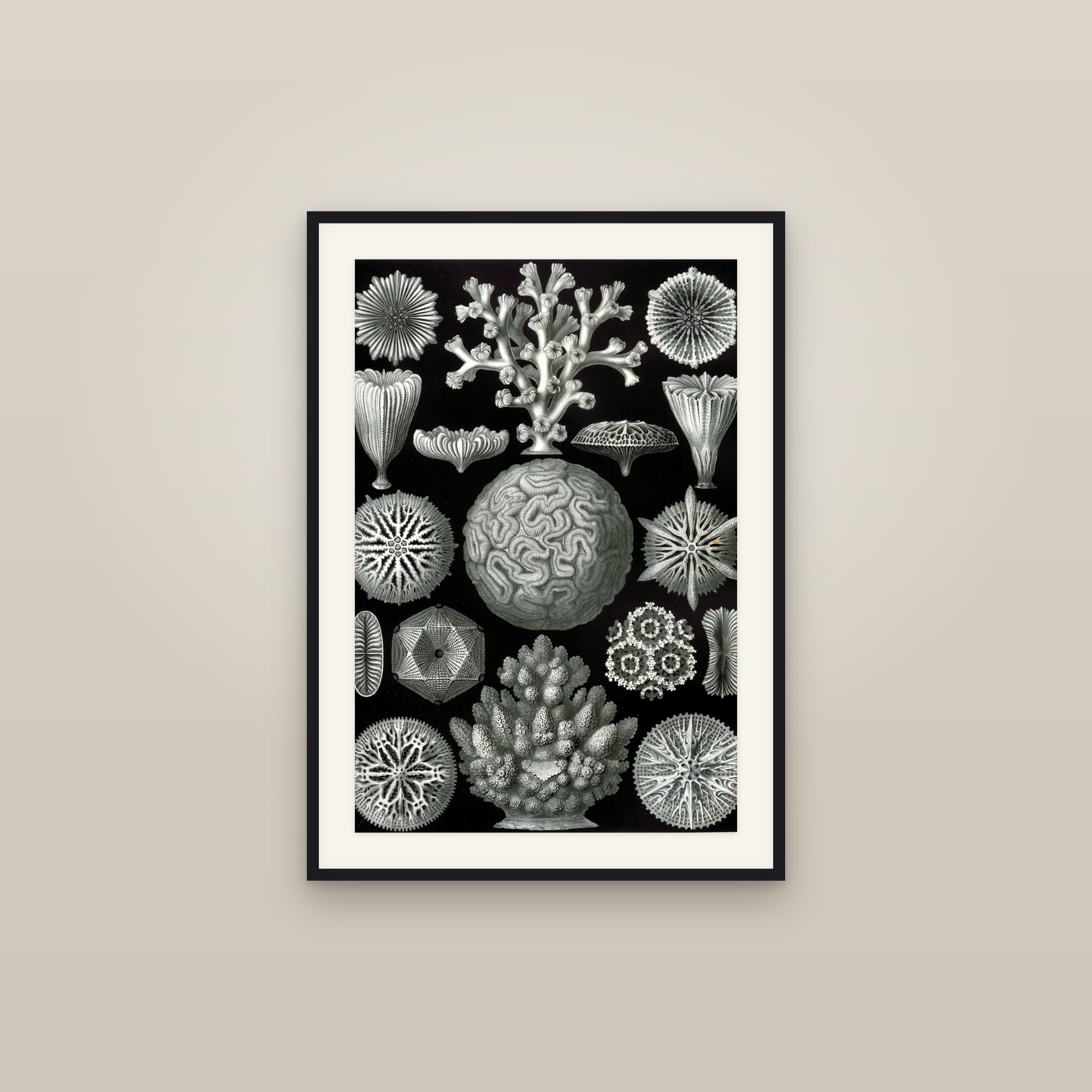 Stony Corals (Hexacorals)