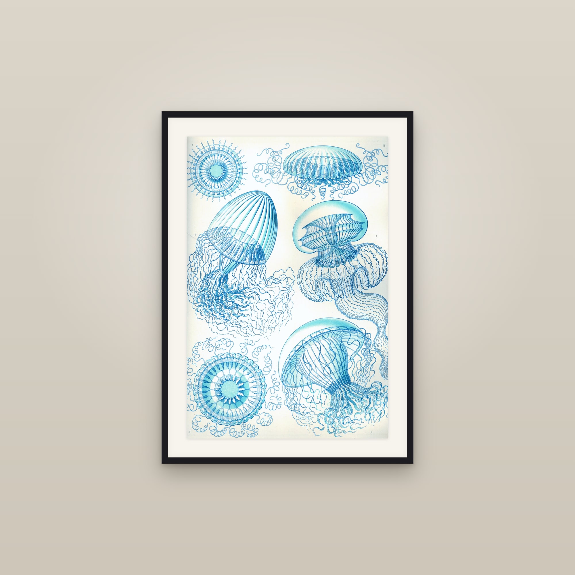 Leptomedusae Jellyfish