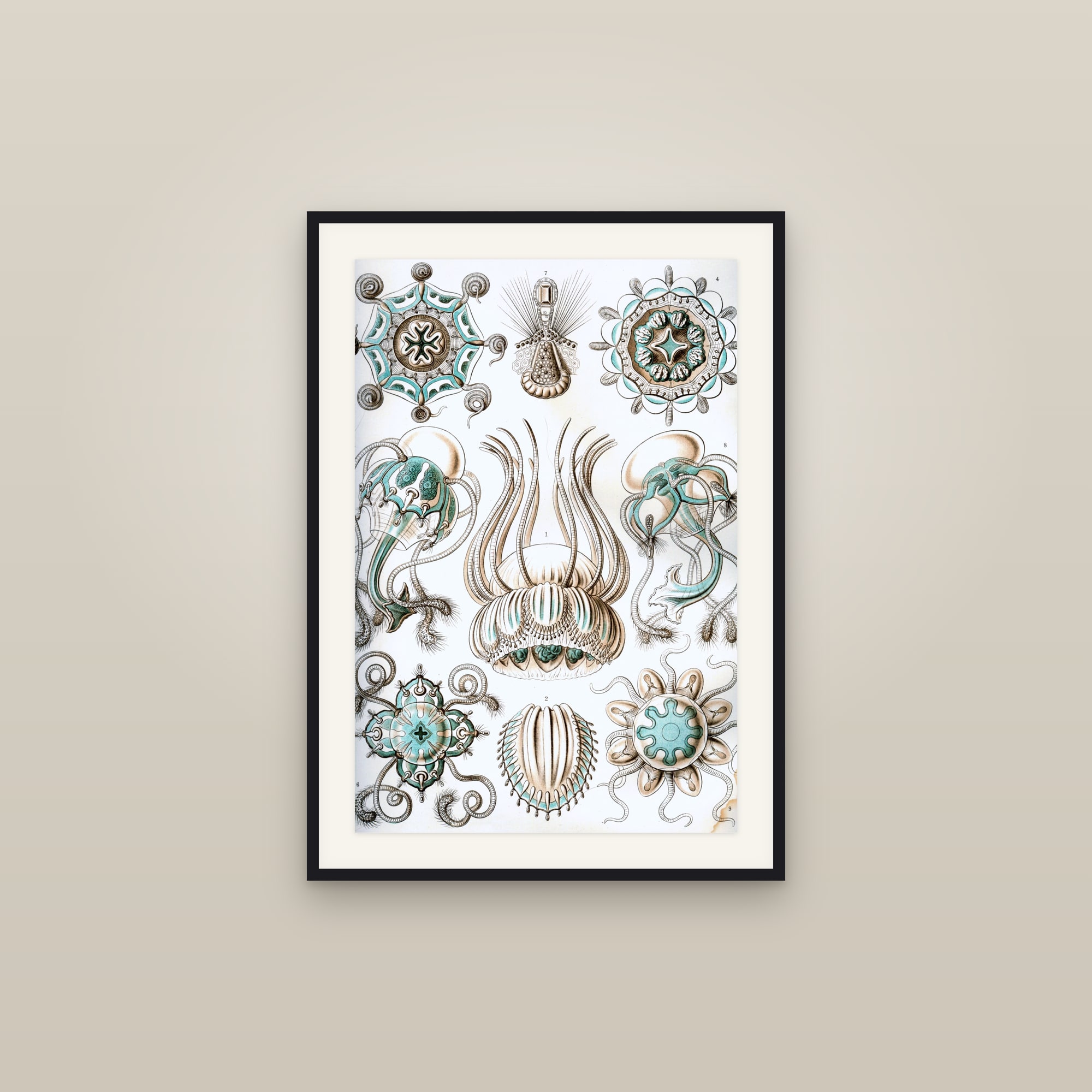 Narcomedusae Jellyfish
