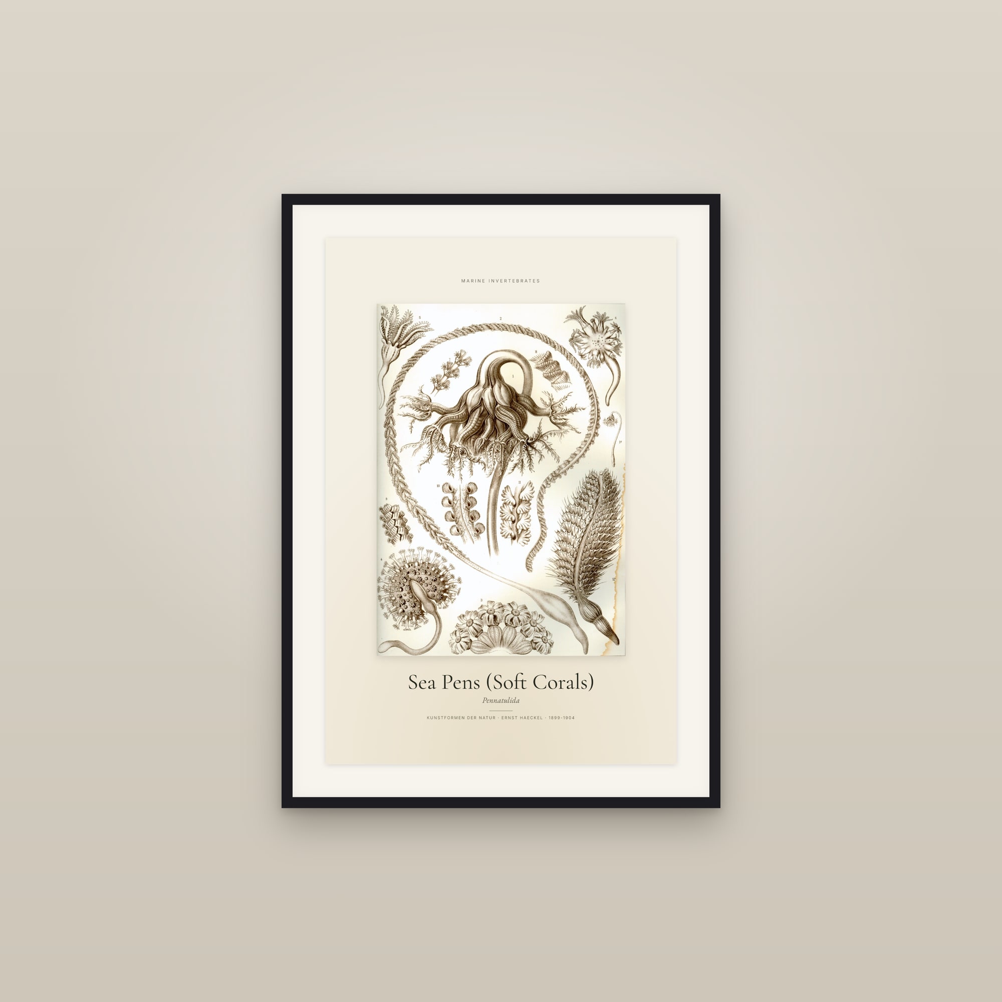 Sea Pens (Soft Corals) — Specimen