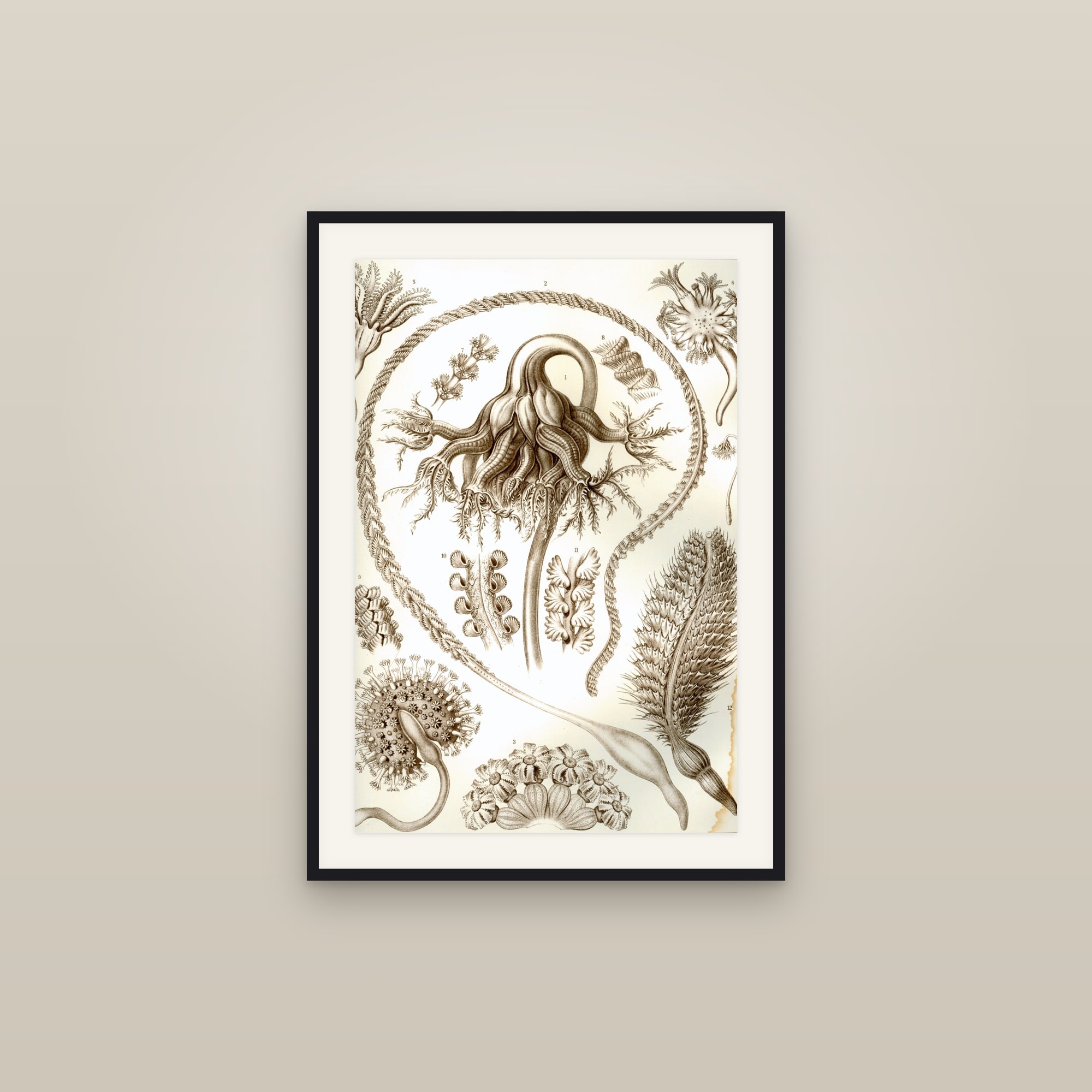 Sea Pens (Soft Corals)