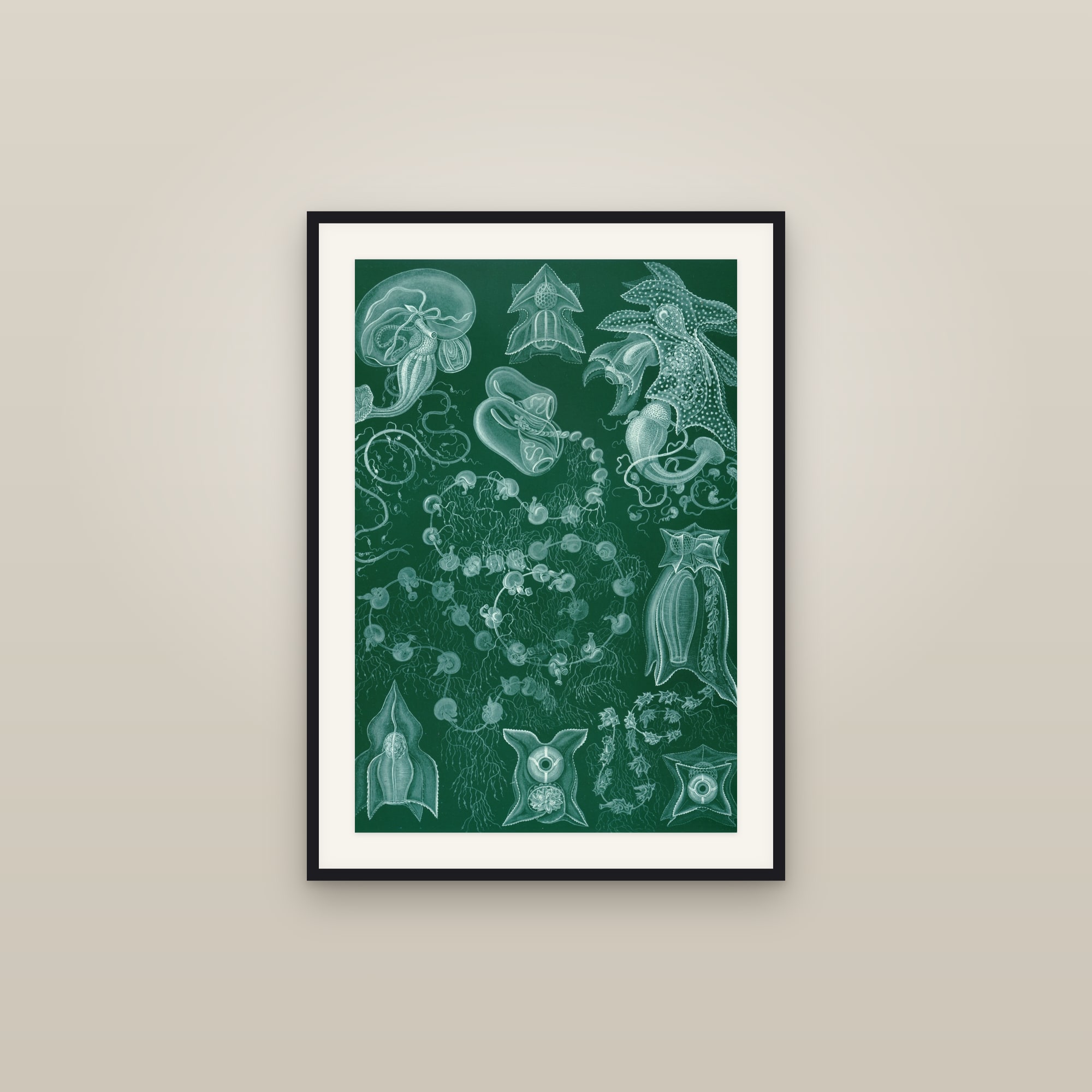 Siphonophores (Kunstformen, Plate 77)