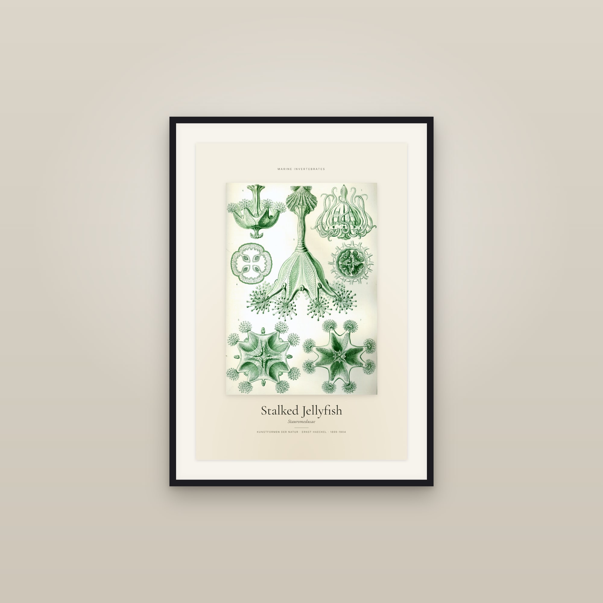 Stalked Jellyfish — Specimen