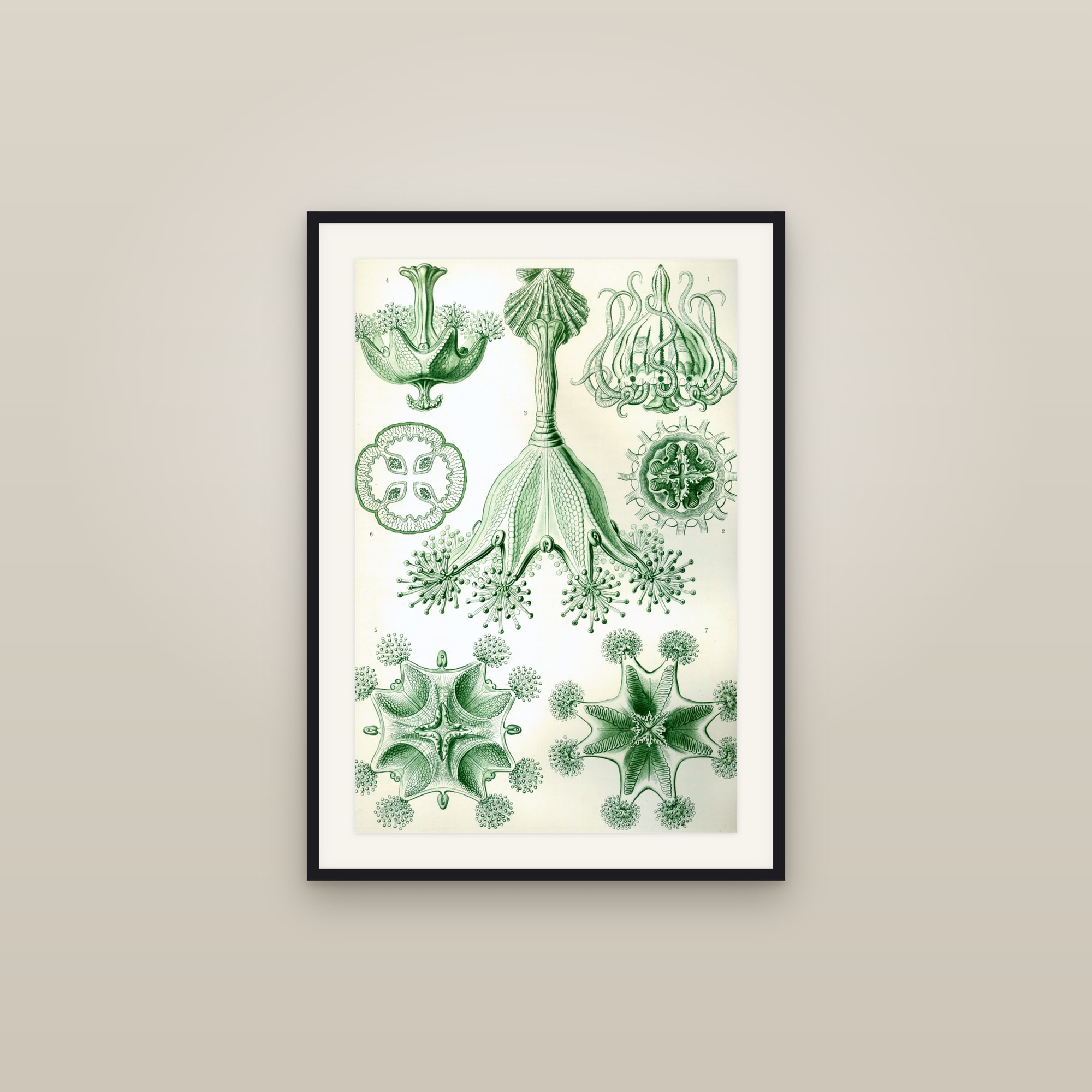 Stalked Jellyfish