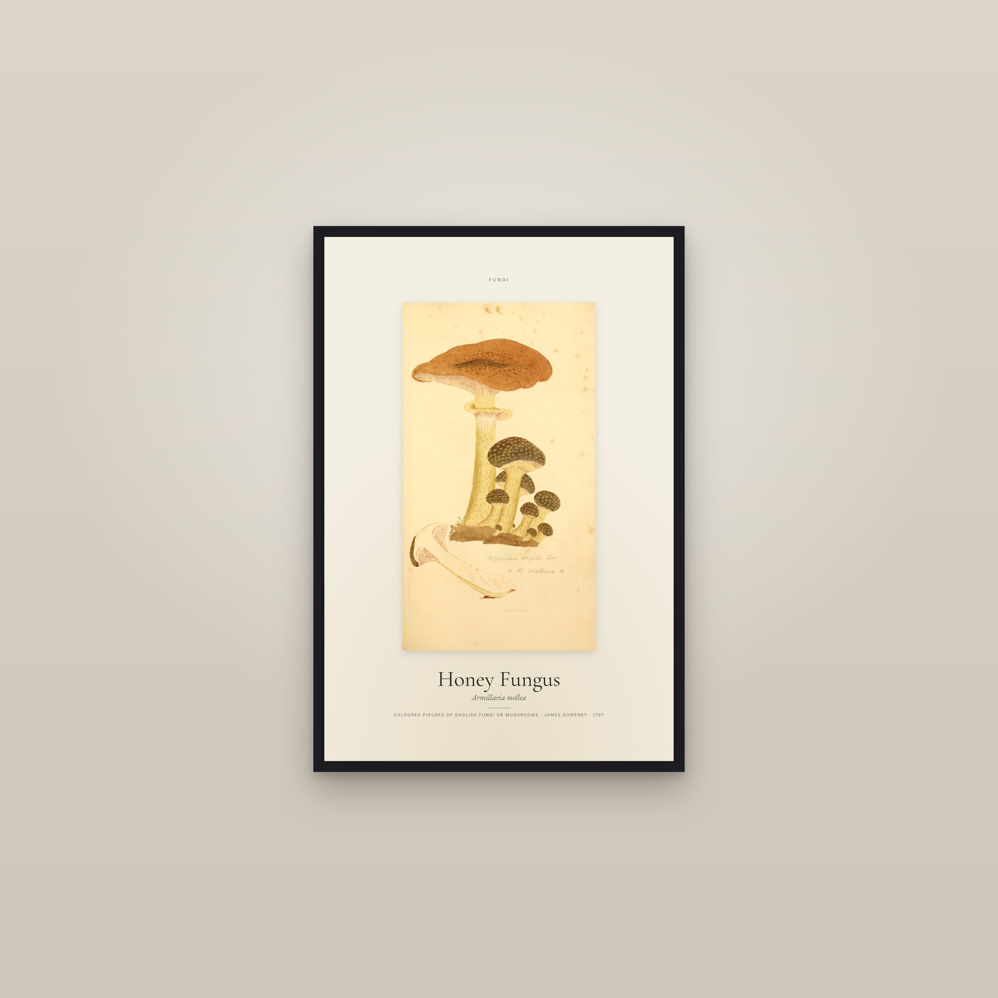 Honey Fungus — Specimen