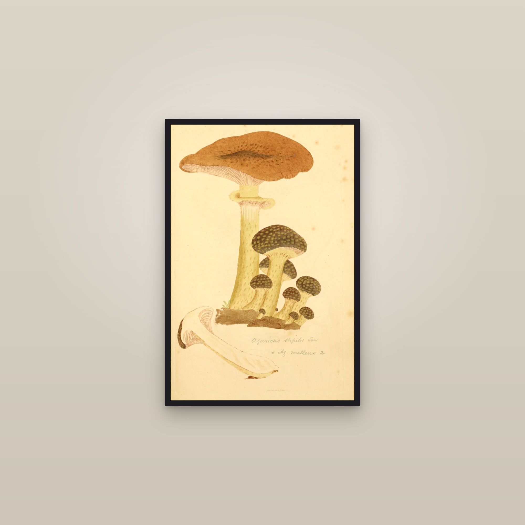 Honey Fungus